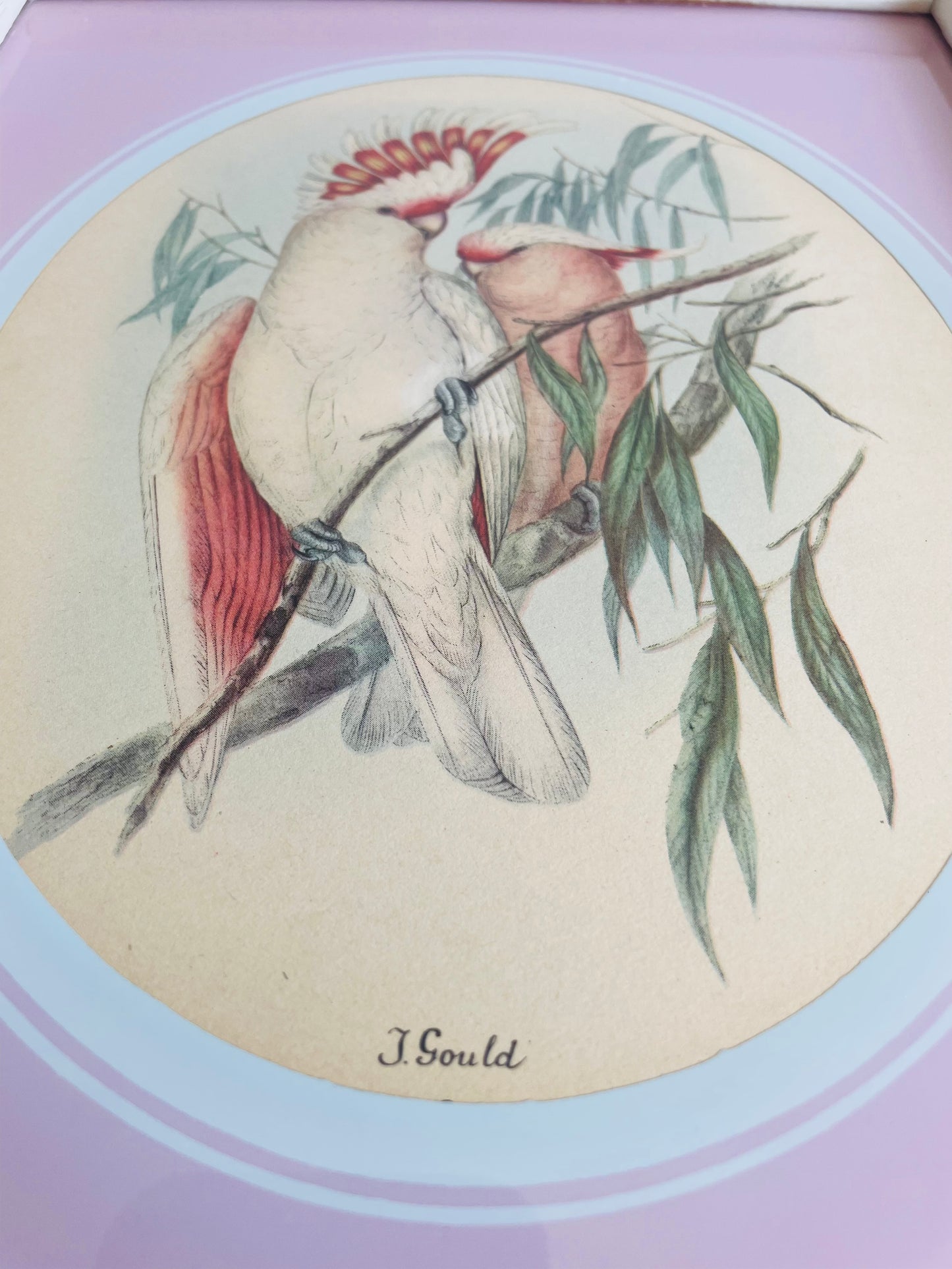 Vintage Framed Print Picture of Pink Leadbeater's Cockatoo Birds - The Birds of Australia - Elizabeth Gould