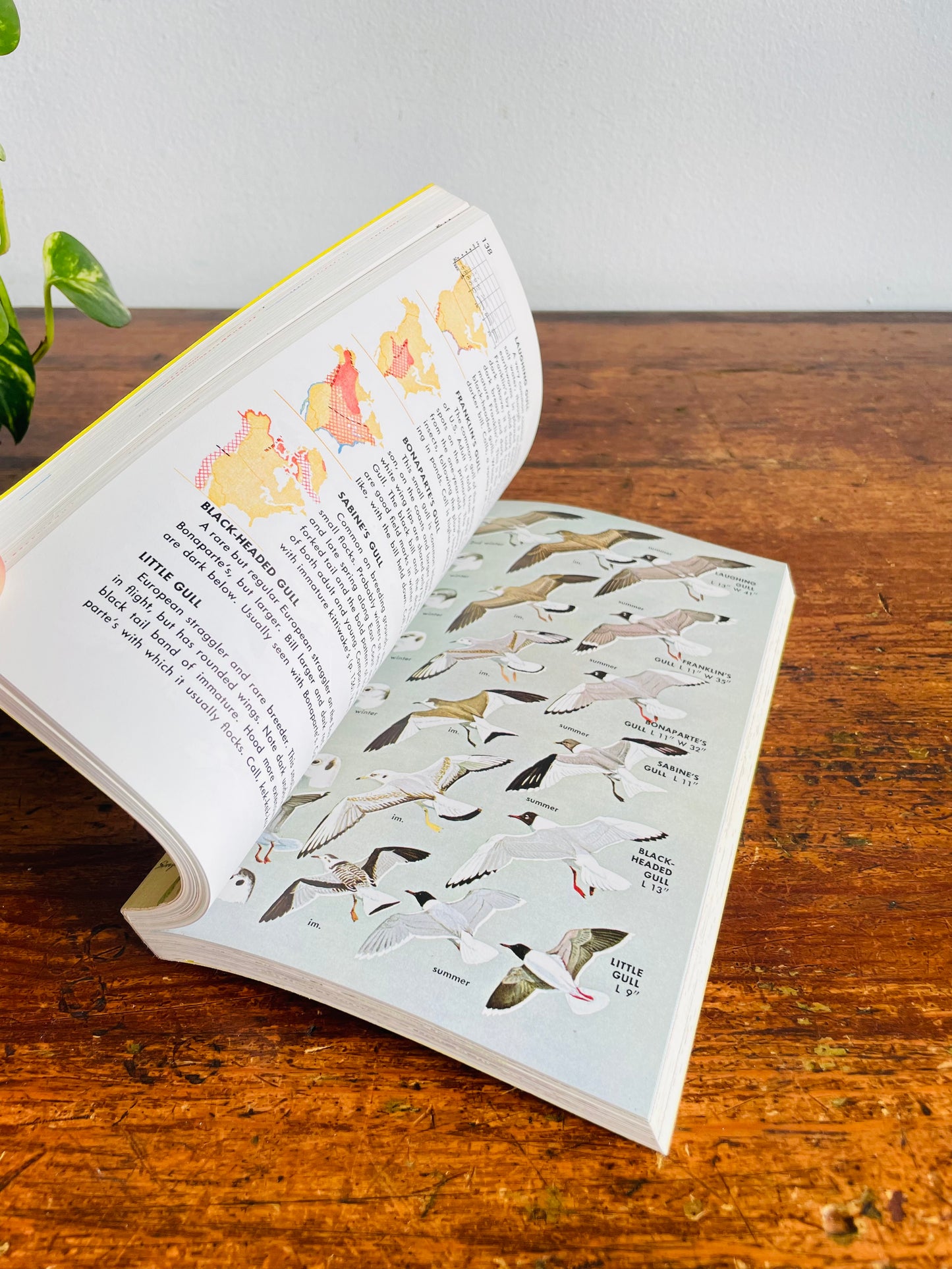 Vintage Golden Guide to Field Identification of the Birds of North America Softcover Book (1966)