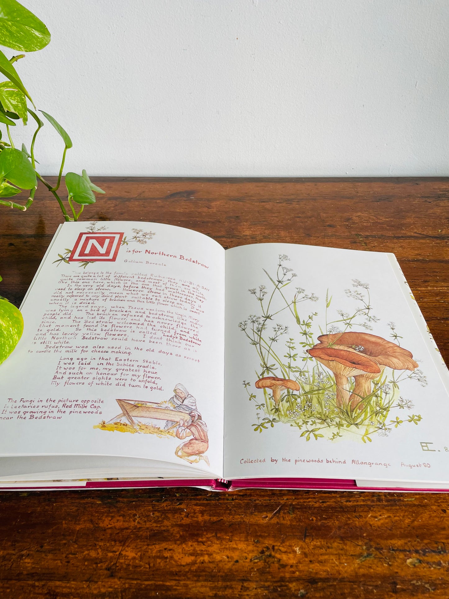 Vintage A Wild Flower Alphabet Hardcover Book by Elizabeth Cameron (1984) - Gorgeous Illustrations!