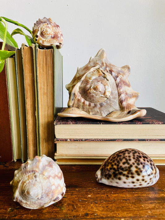 Vintage Collection of Seashells Including Cassis Tuberosa (King Helmet) - Set of 4 Shells