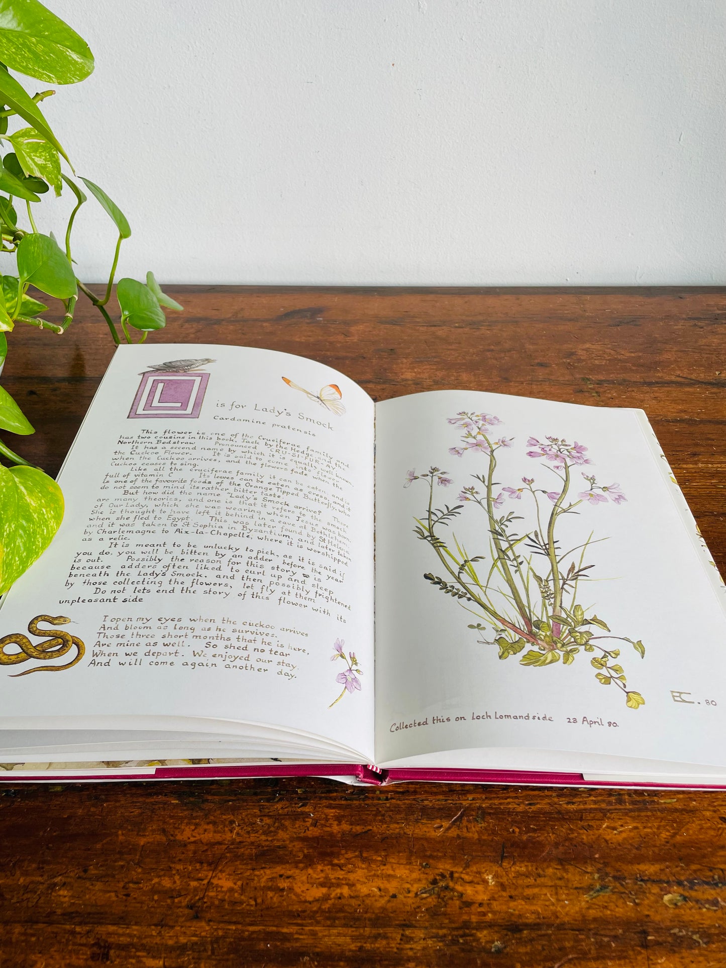 Vintage A Wild Flower Alphabet Hardcover Book by Elizabeth Cameron (1984) - Gorgeous Illustrations!