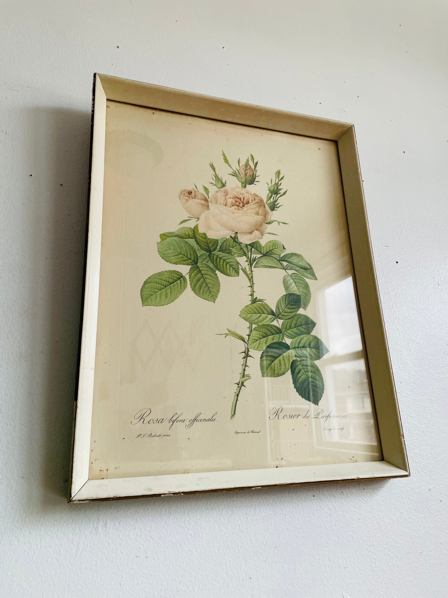 Vintage Floral Botanical Lithograph Print Picture by Pierre-Joseph Redouté - Rosa Bifera Officinalis - Rose Flower - Normill No. 1879 Made in England