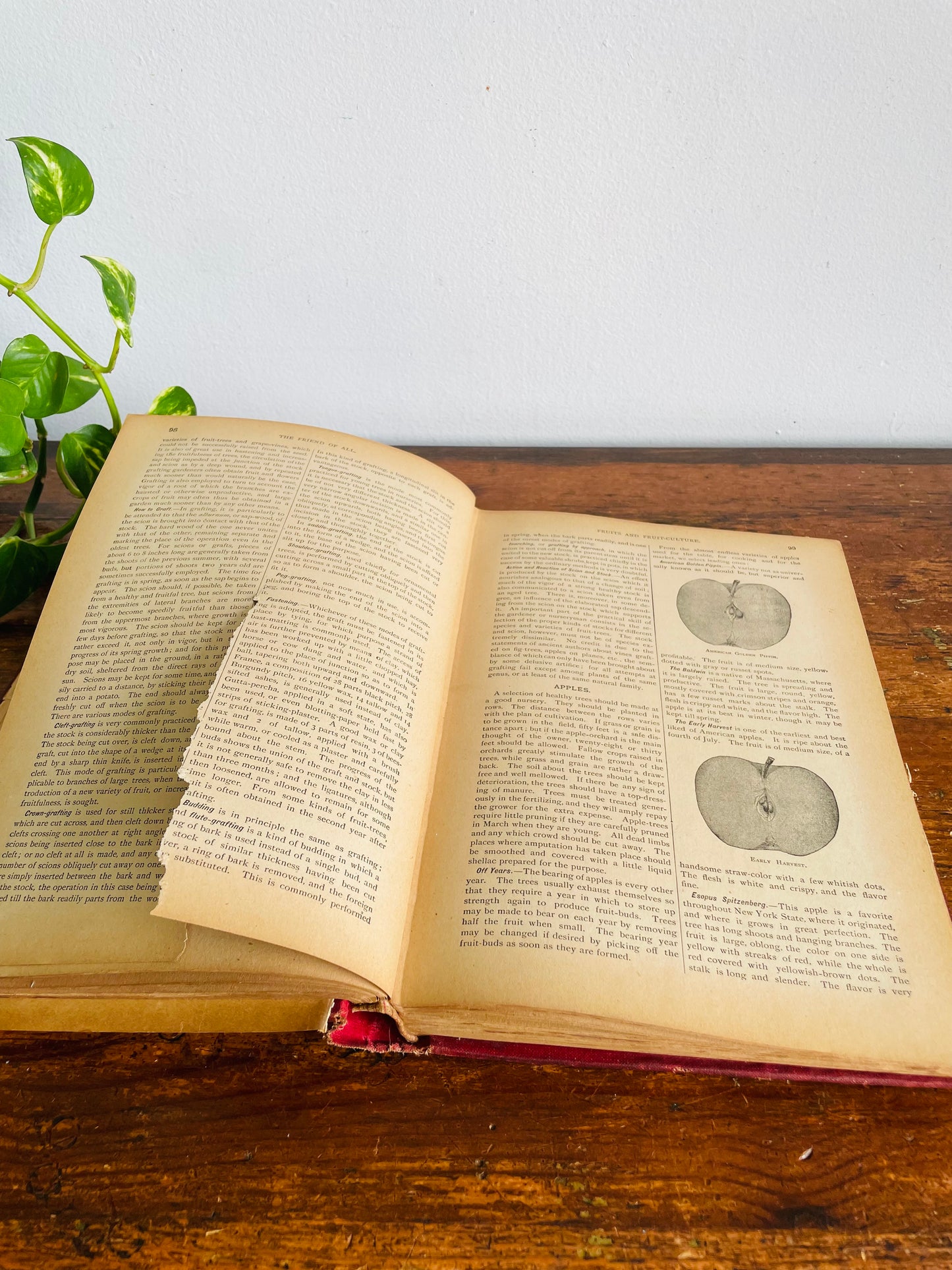 Antique The Standard Horse and Stock Clothbound Hardcover Book - Illustrated Farmer's Practical Guide (1902) - 124 Years Old