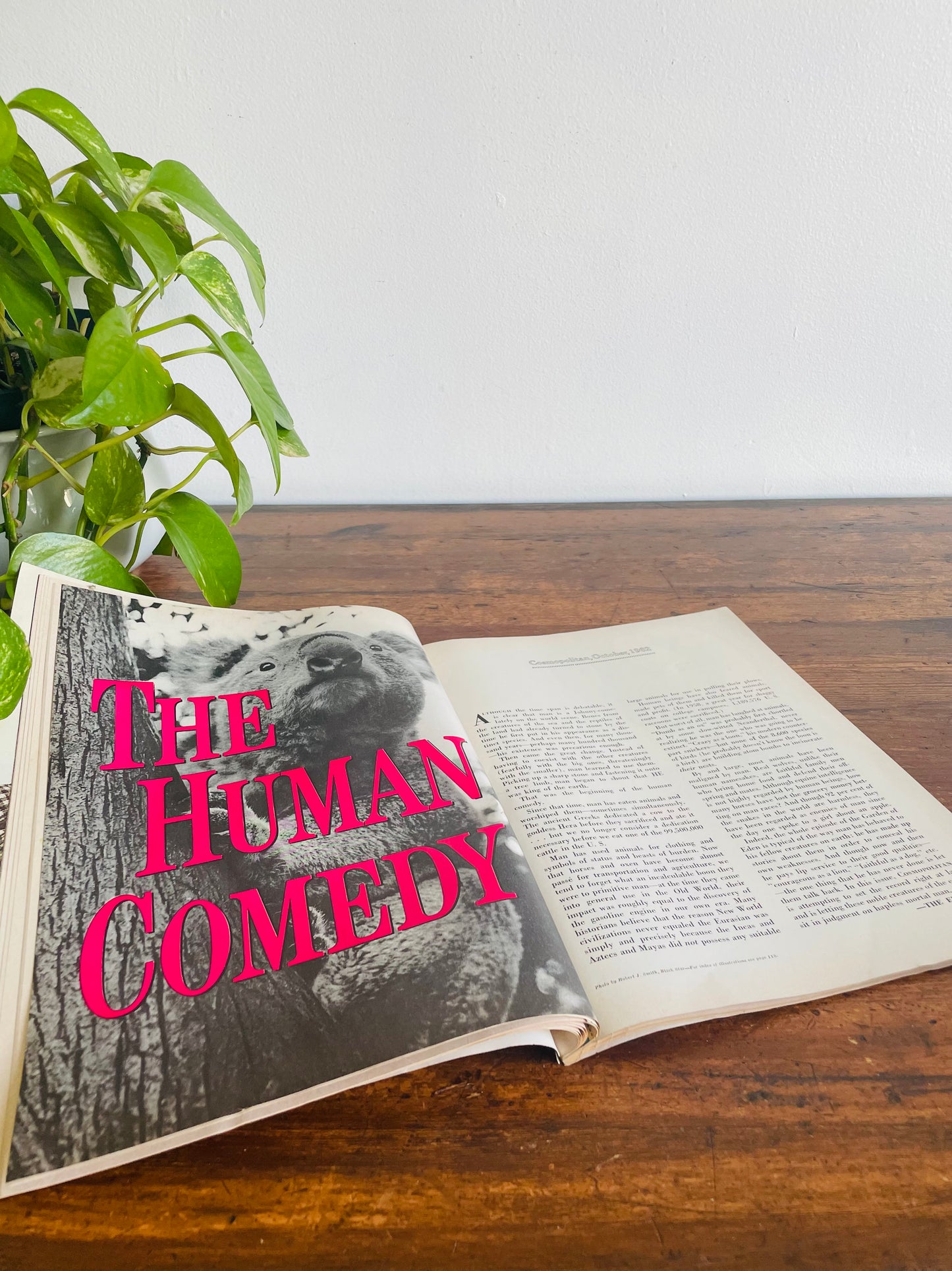 Cosmopolitan Magazine - Special Issue: The Human Comedy - October 1962