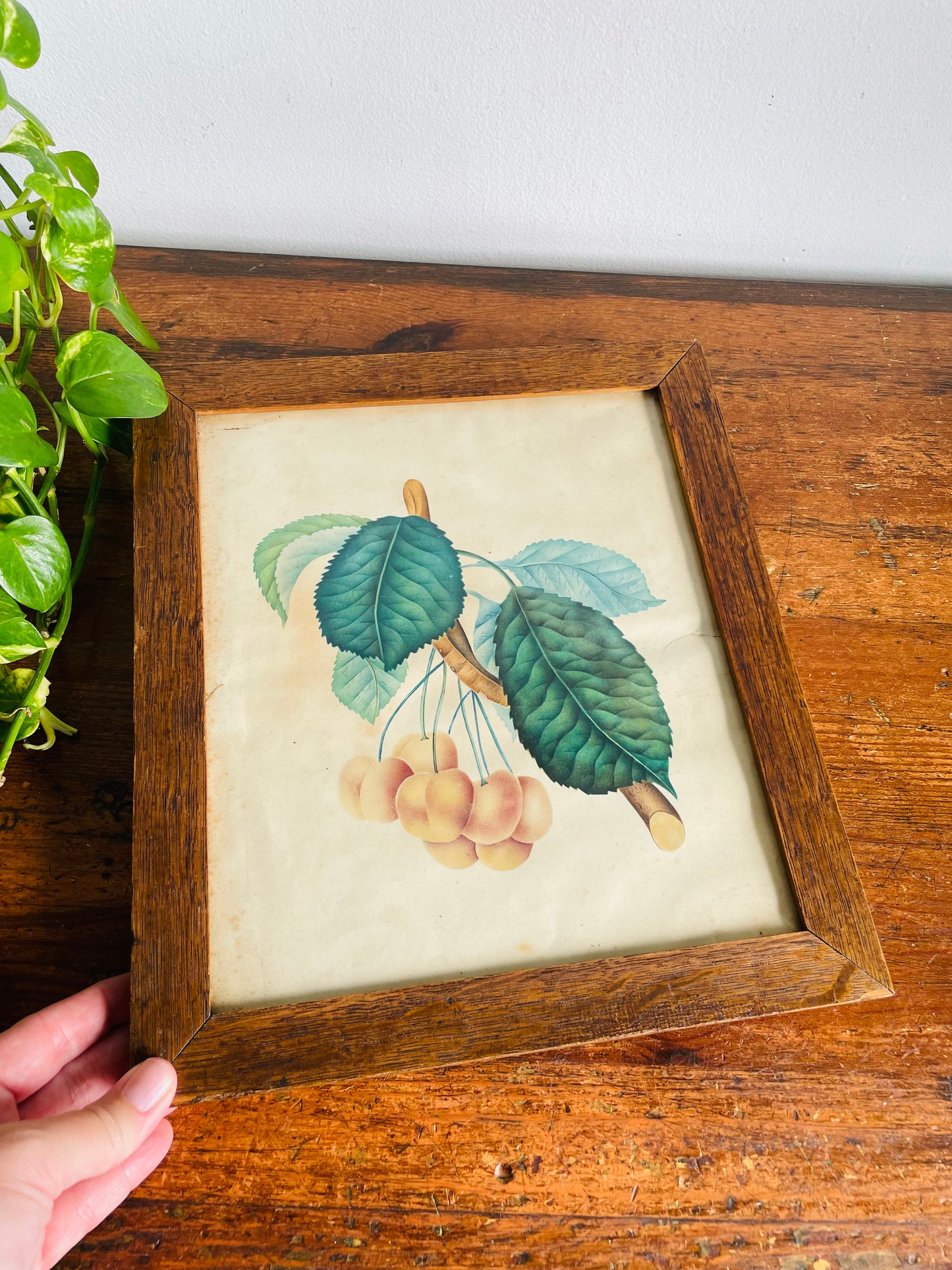 Antique Pre-1869 Hand-Coloured Botanical Cherry Fruit Pomological Picture in Wood Frame - Painted by Frances Despard of Laurel Hill, Queens County, Ireland - Over 157 Years Old