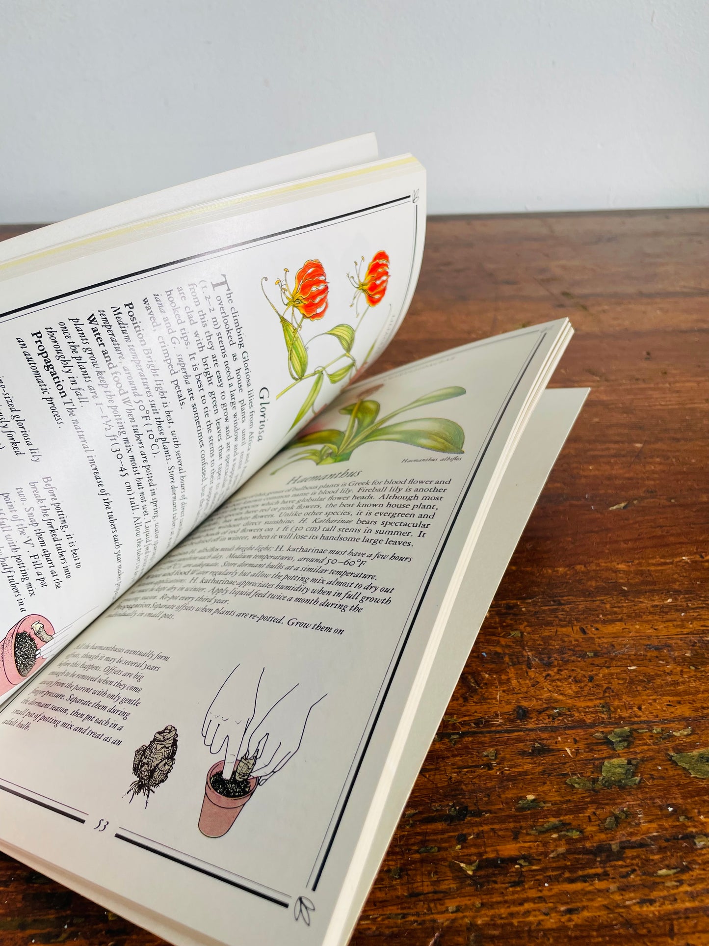 Vintage The Garden Library Flowering House Plants Book by Kenneth A. Beckett with Illustrations (1984)