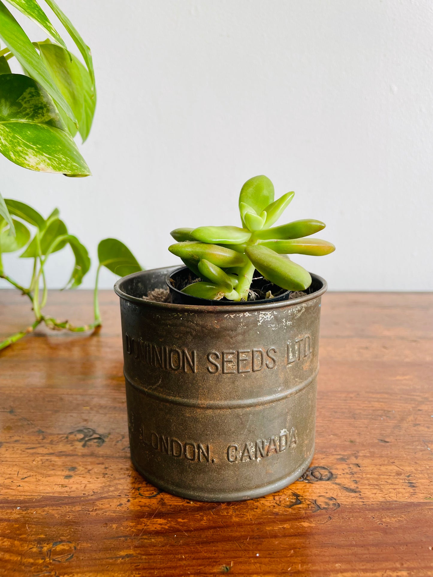 Dominion Seeds Ltd. London Canada 2 Cup Flour Sifter Cup with Wood Handle - Makes a Great Planter!