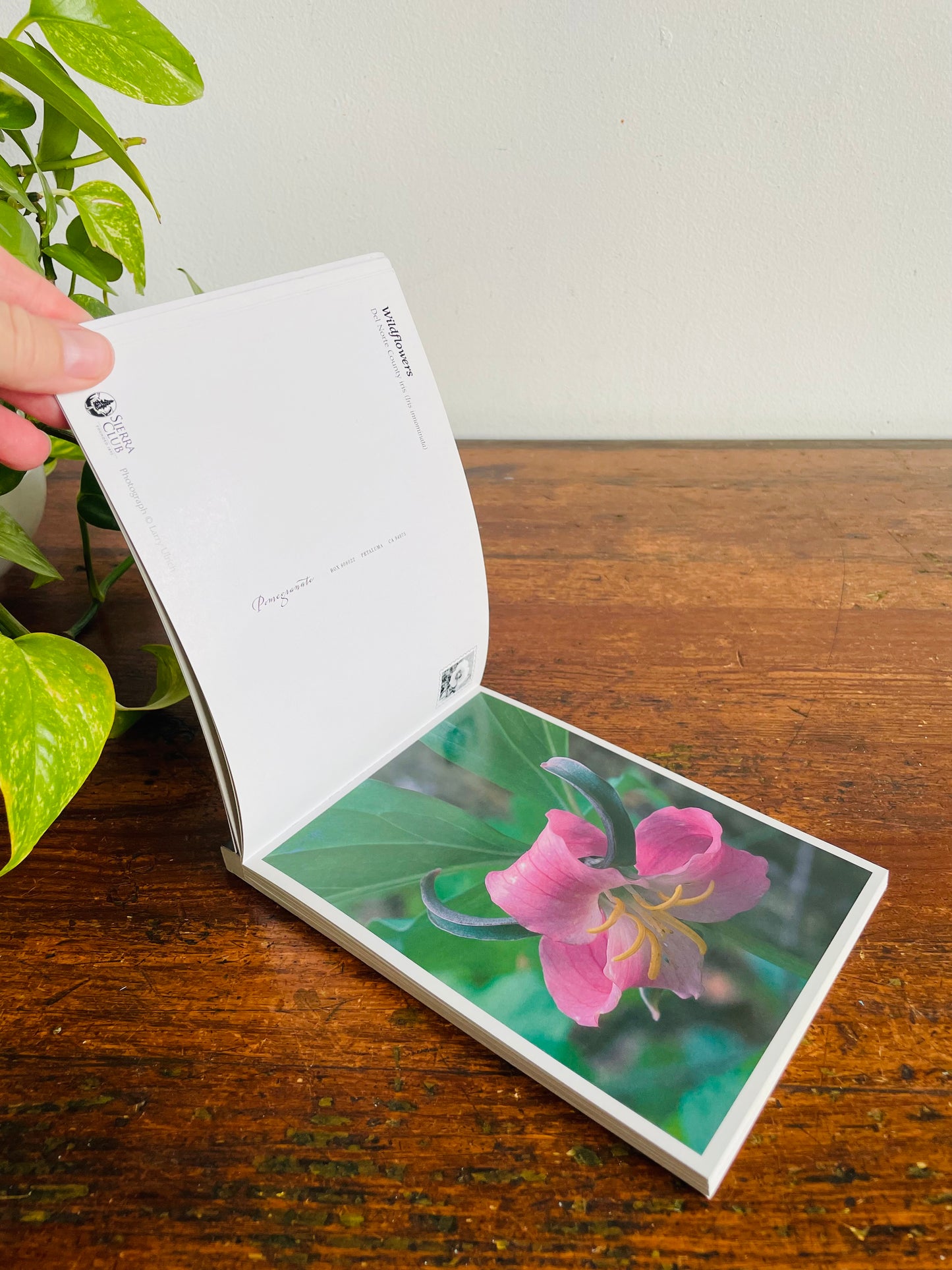 Vintage Sierra Club Book of Wildflower Postcards - Larry Ulrich Photography (2004) - Includes 23 Flower Postcards