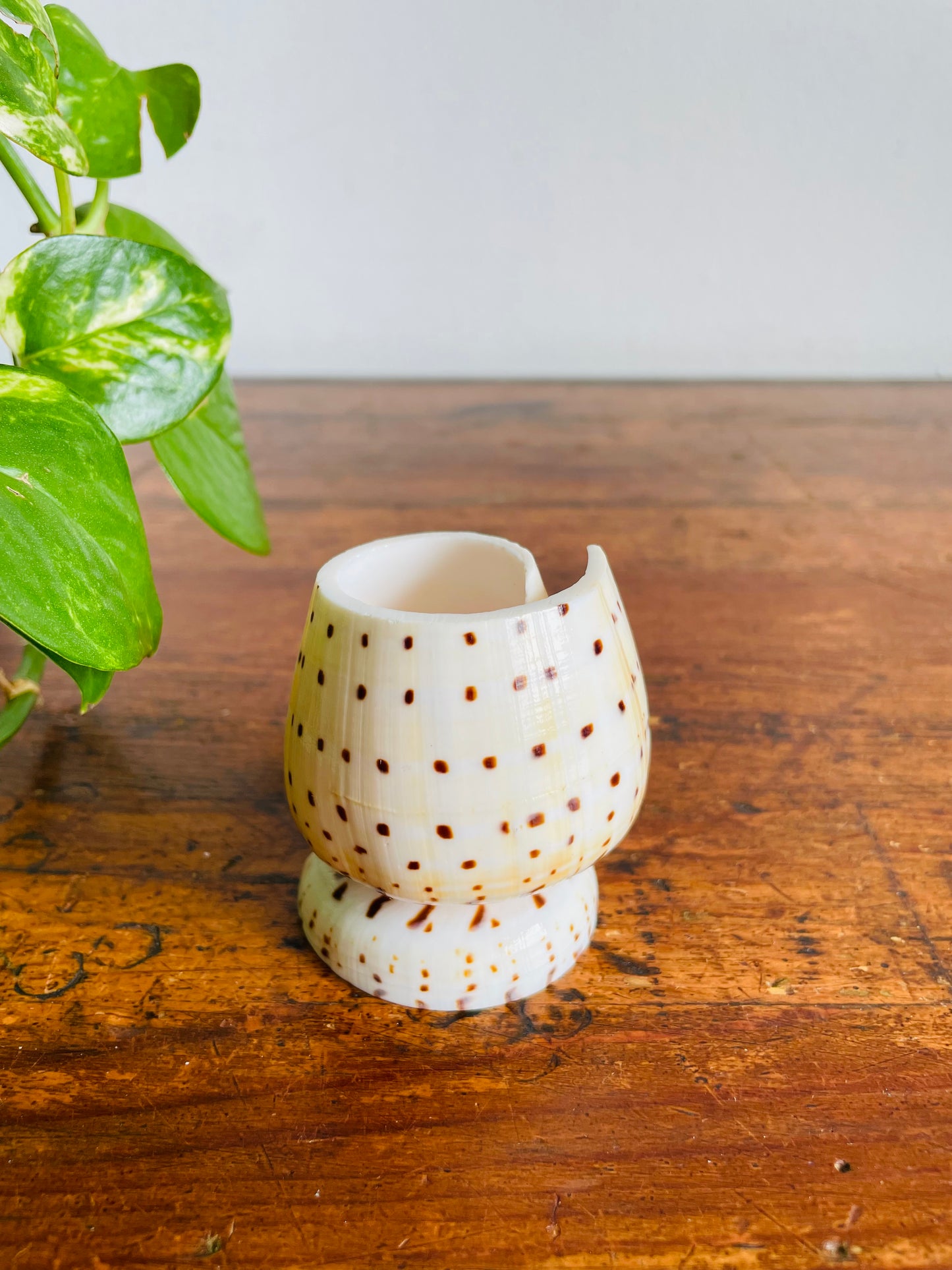 Vintage Carved Leopard Cone (Conus Leopardus) Seashell Vessel Vase Holder - Bud Vase, Matches, Toothpicks, Q-Tips, Etc.