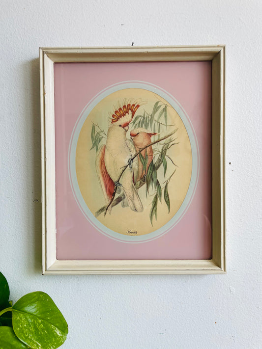 Vintage Framed Print Picture of Pink Leadbeater's Cockatoo Birds - The Birds of Australia - Elizabeth Gould