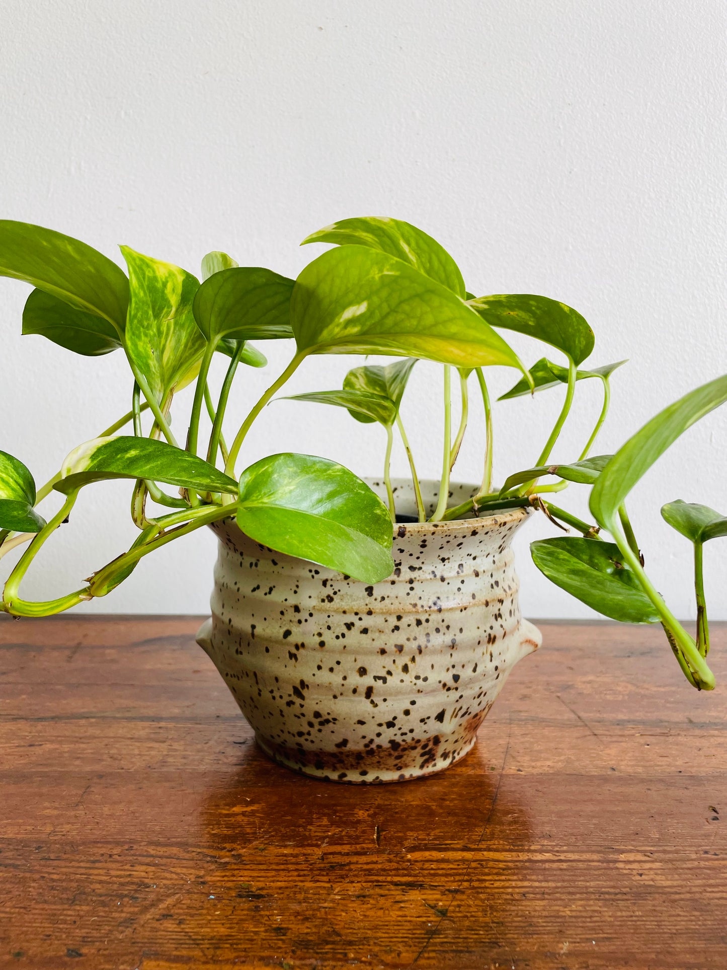 Studio Pottery Speckled Planter Pot with Groove Handles