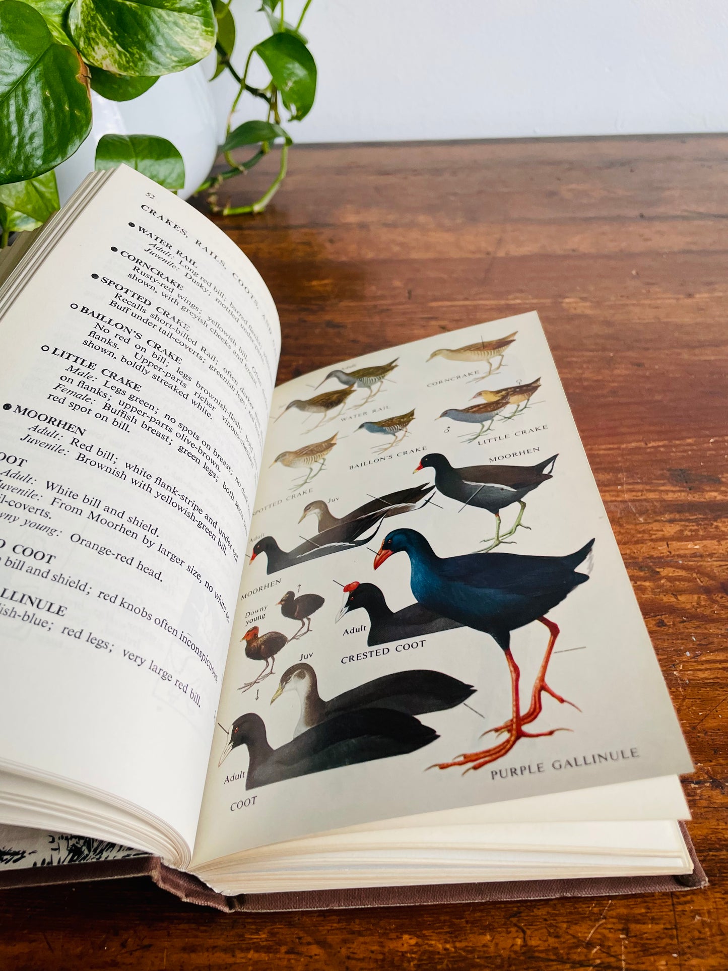 A Field Guide to the Birds of Britain and Europe Clothbound Hardcover Book (1967)