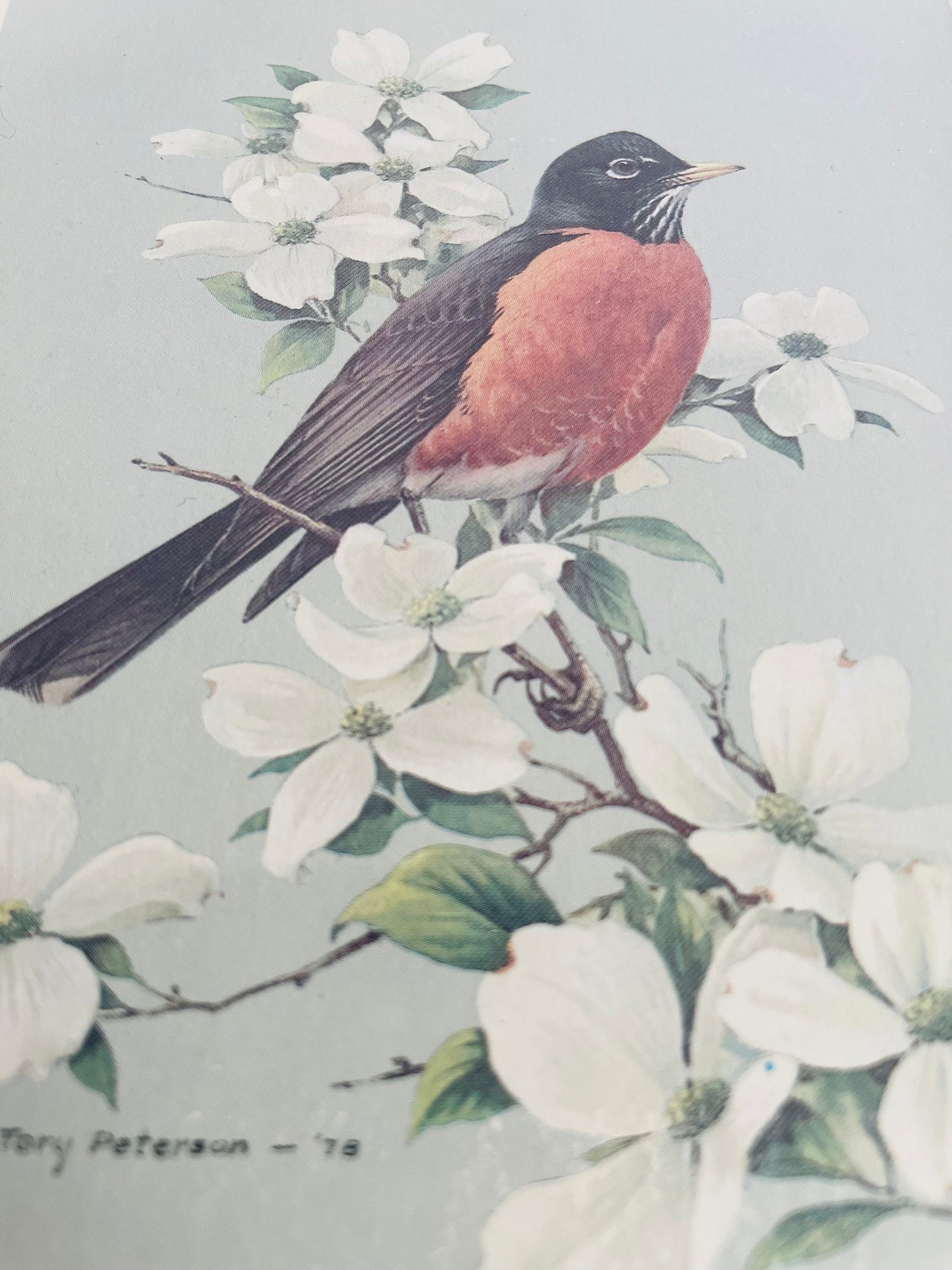 Robin Bird & Flowers Print in Brass Frame - Roger Tory Peterson 1978