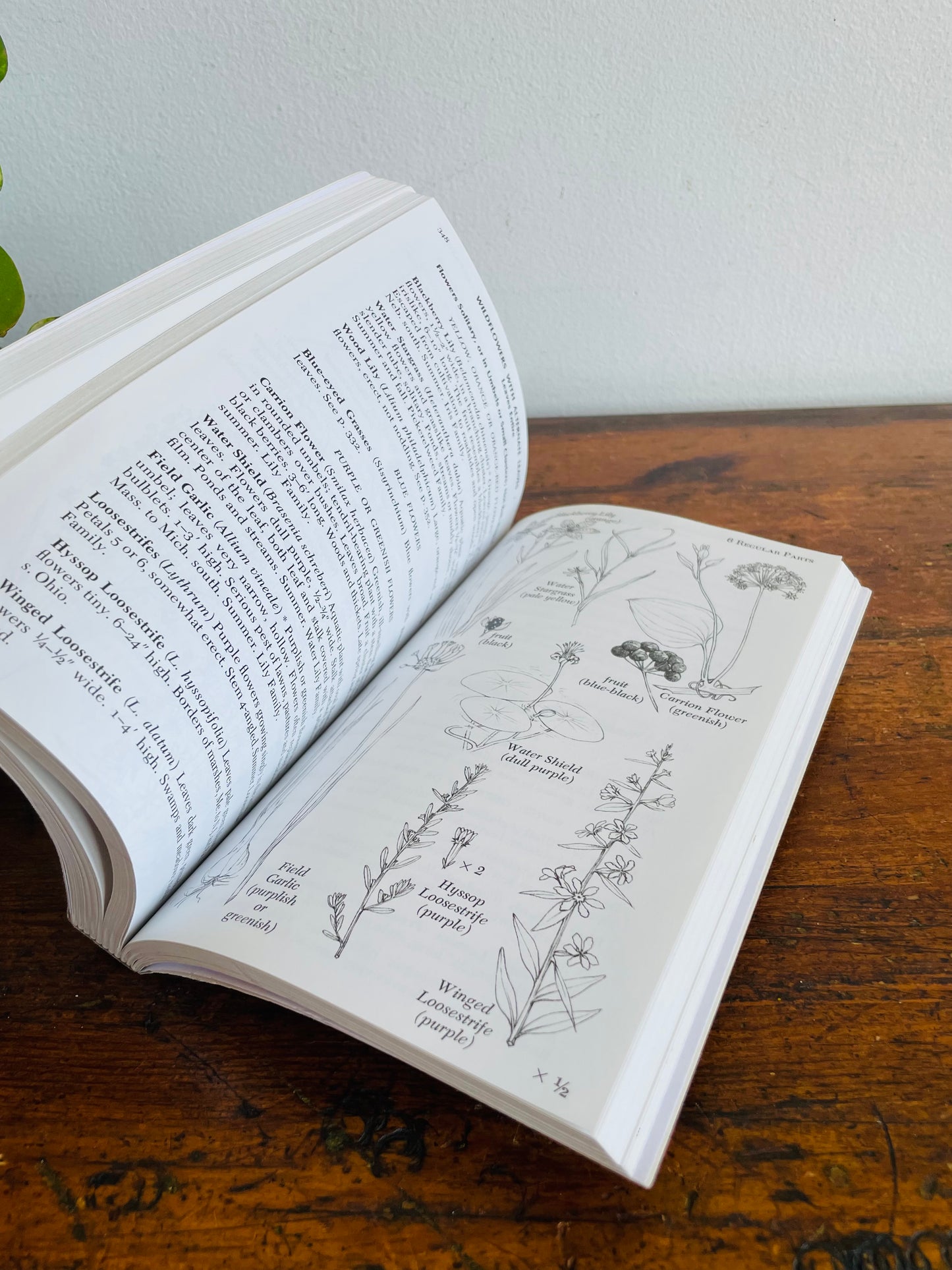 Newcomb's Wildflower Guide Book by Lawrence Newcomb (2011) - Beautiful Colour Illustrations & Black Line Drawings
