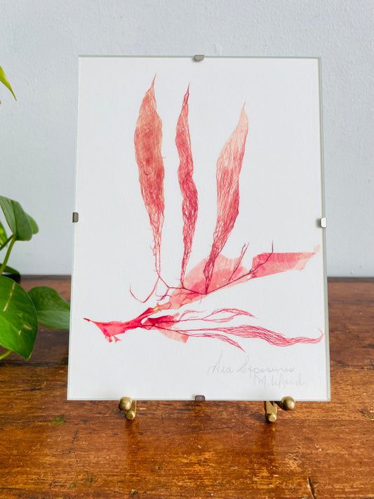 Vintage Pressed Seaweed Original Art - Artist Signed - Marie Ward - North Vancouver BC - Pink 5" x 7"