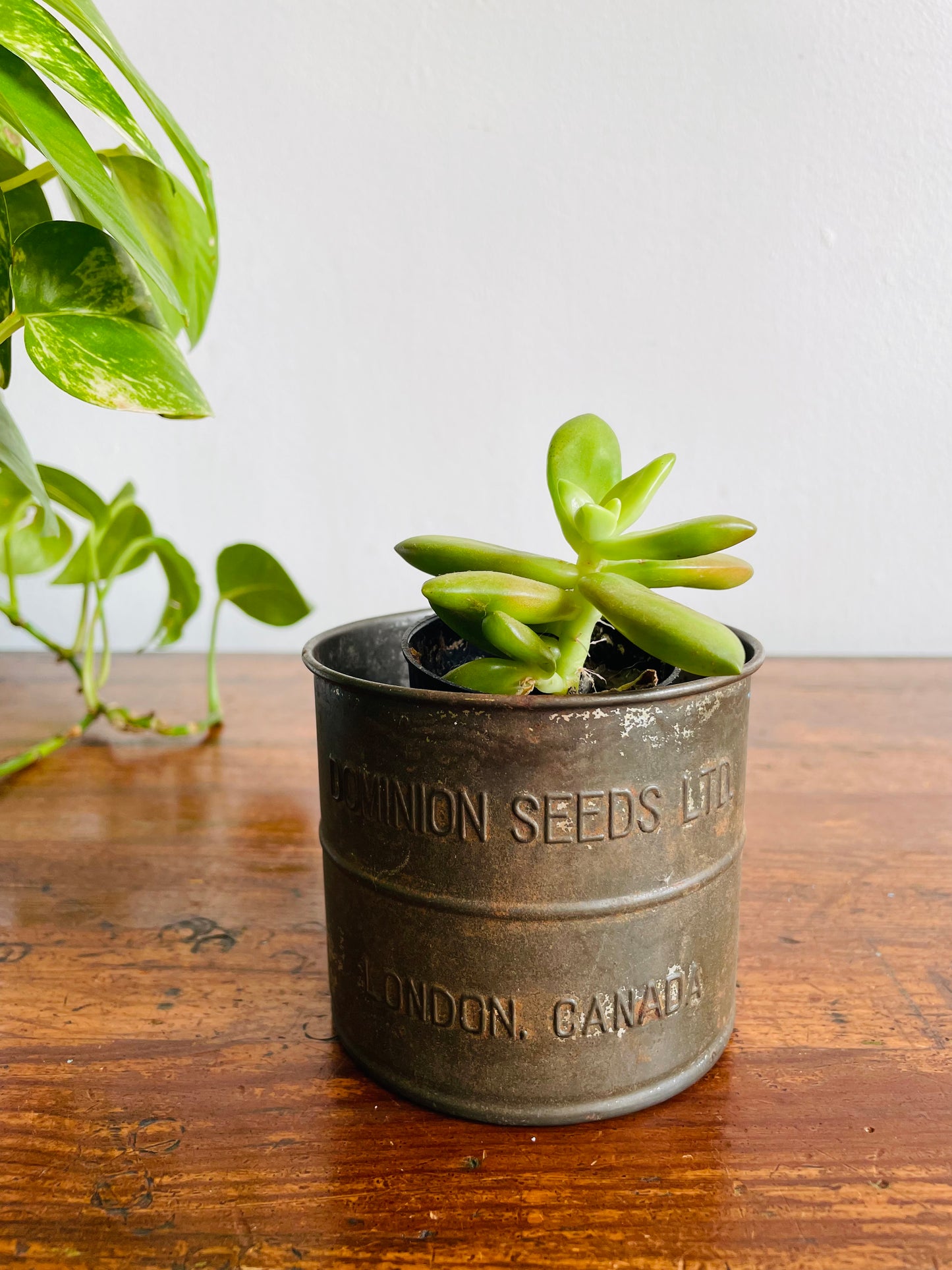 Dominion Seeds Ltd. London Canada 2 Cup Flour Sifter Cup with Wood Handle - Makes a Great Planter!