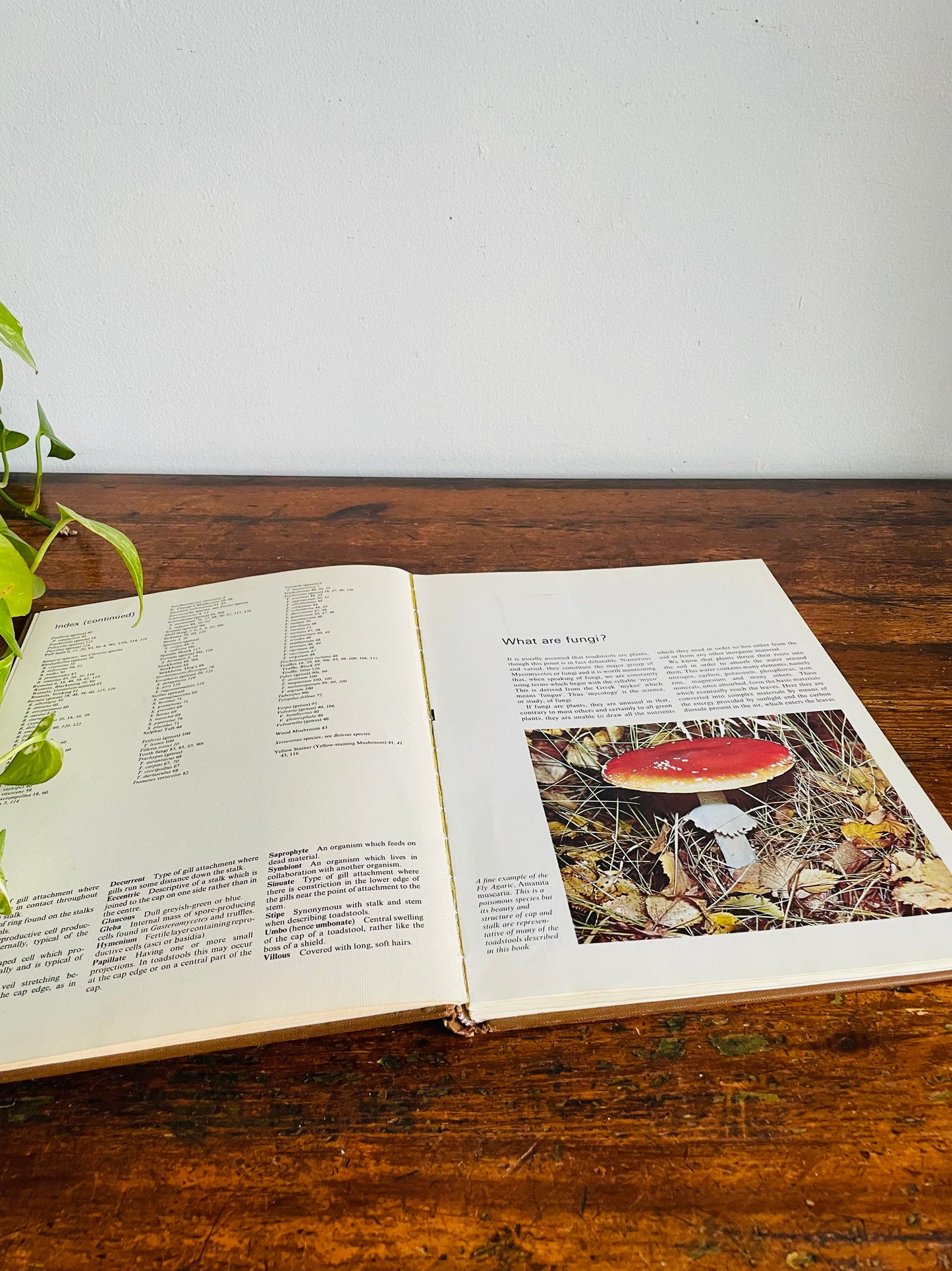 Vintage The World of Mushrooms Hardcover Coffee Table Book - Adapted from the Italian of Uberto Tosco (1973)