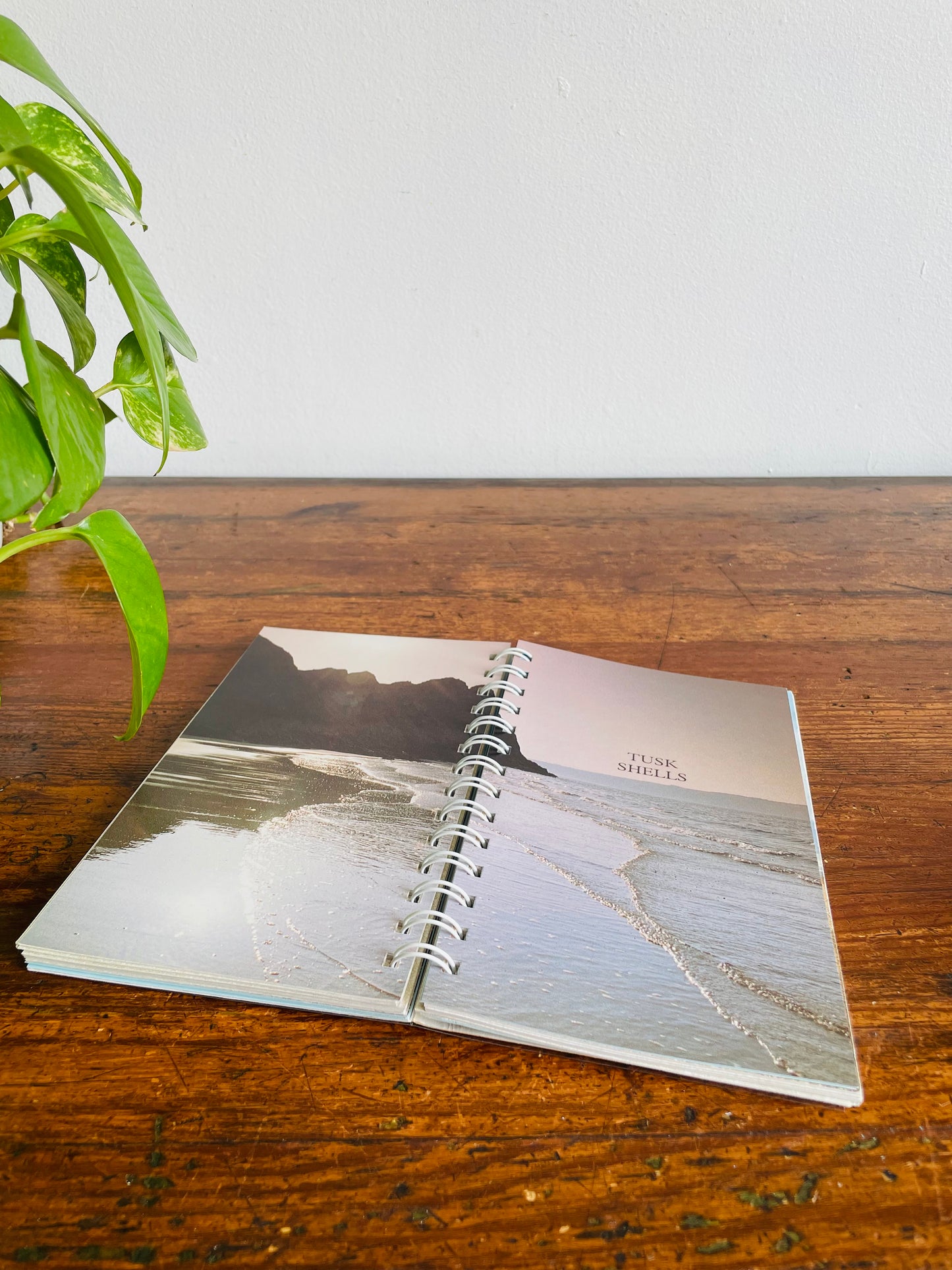 Canadian Nature Guides: Seashells Book by R. Tucker Abbott (1990)