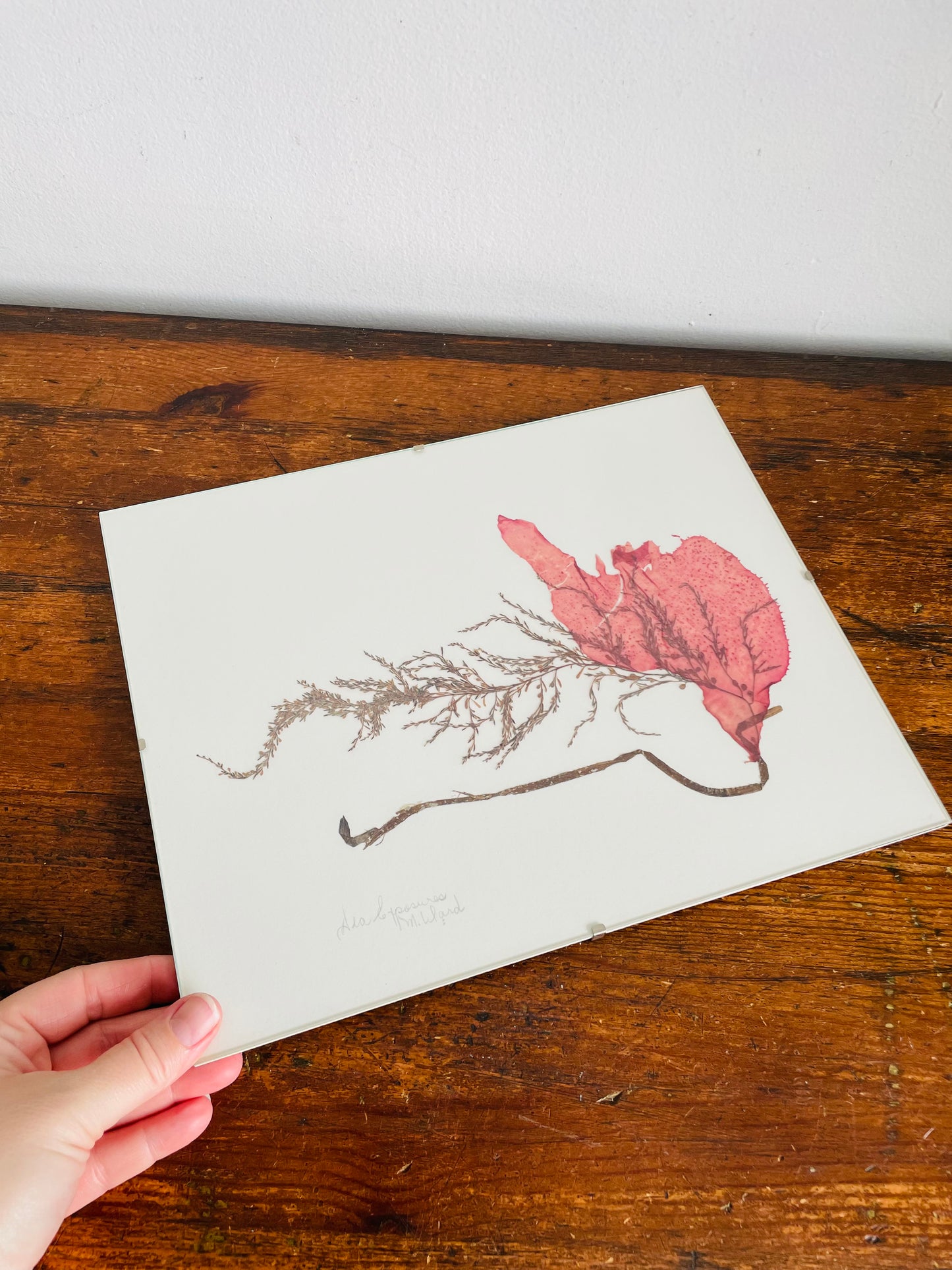 Vintage Pressed Seaweed Original Art - Artist Signed - Marie Ward - North Vancouver BC - 11.75" x 9.5"