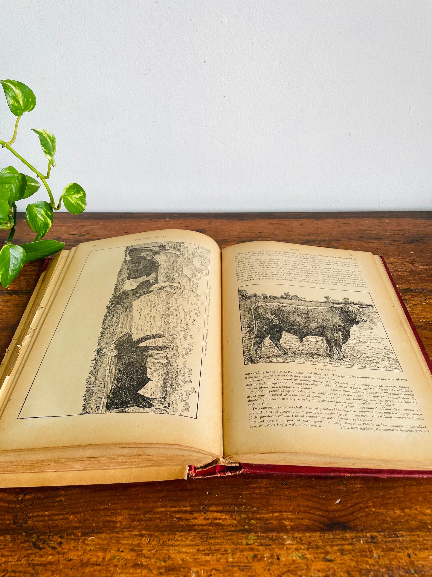 Antique The Standard Horse and Stock Clothbound Hardcover Book - Illustrated Farmer's Practical Guide (1902) - 124 Years Old