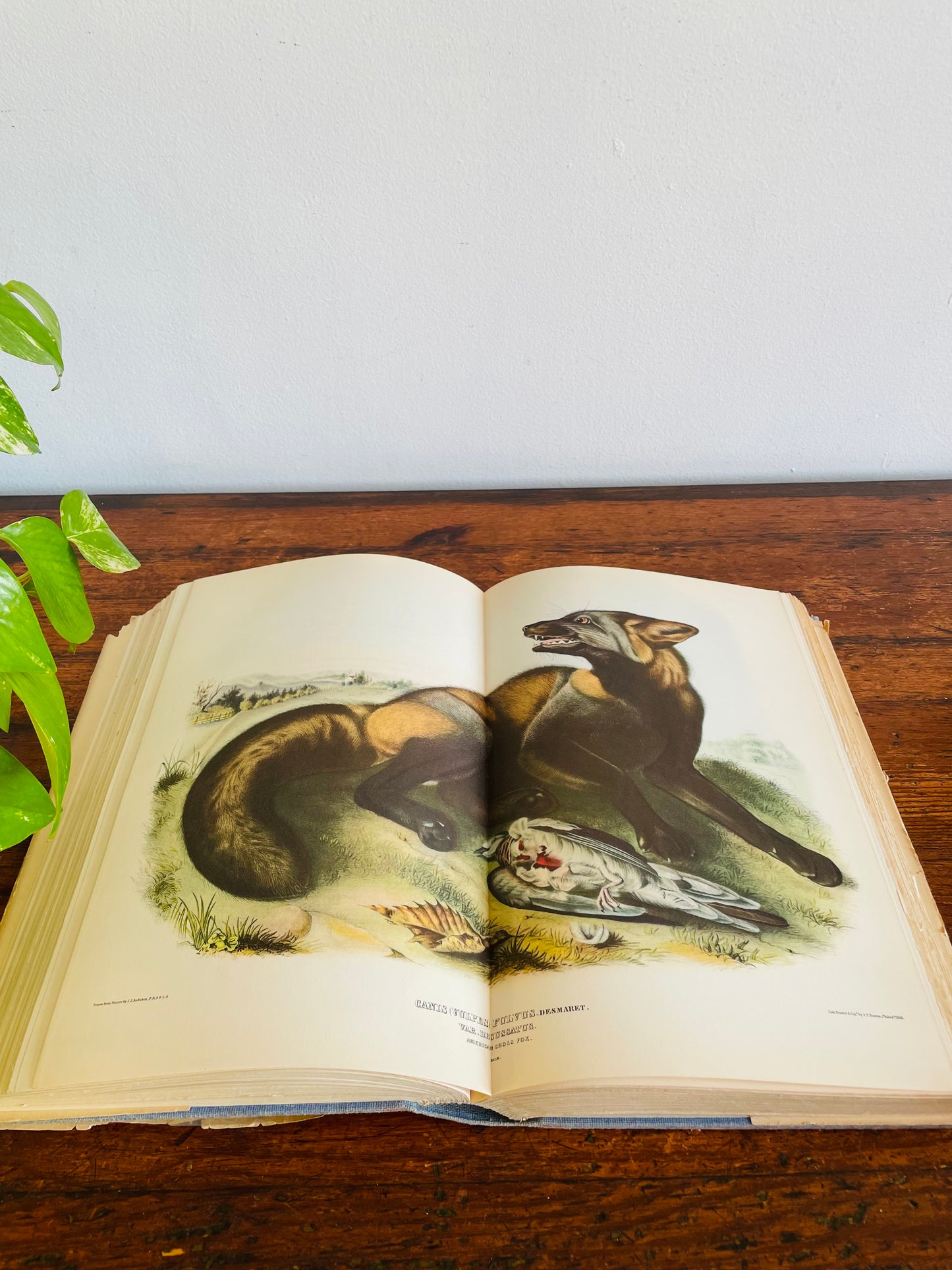 Audubon's America Edited by Donald Culross Peattie - Clothbound Hardcover Book (1940)