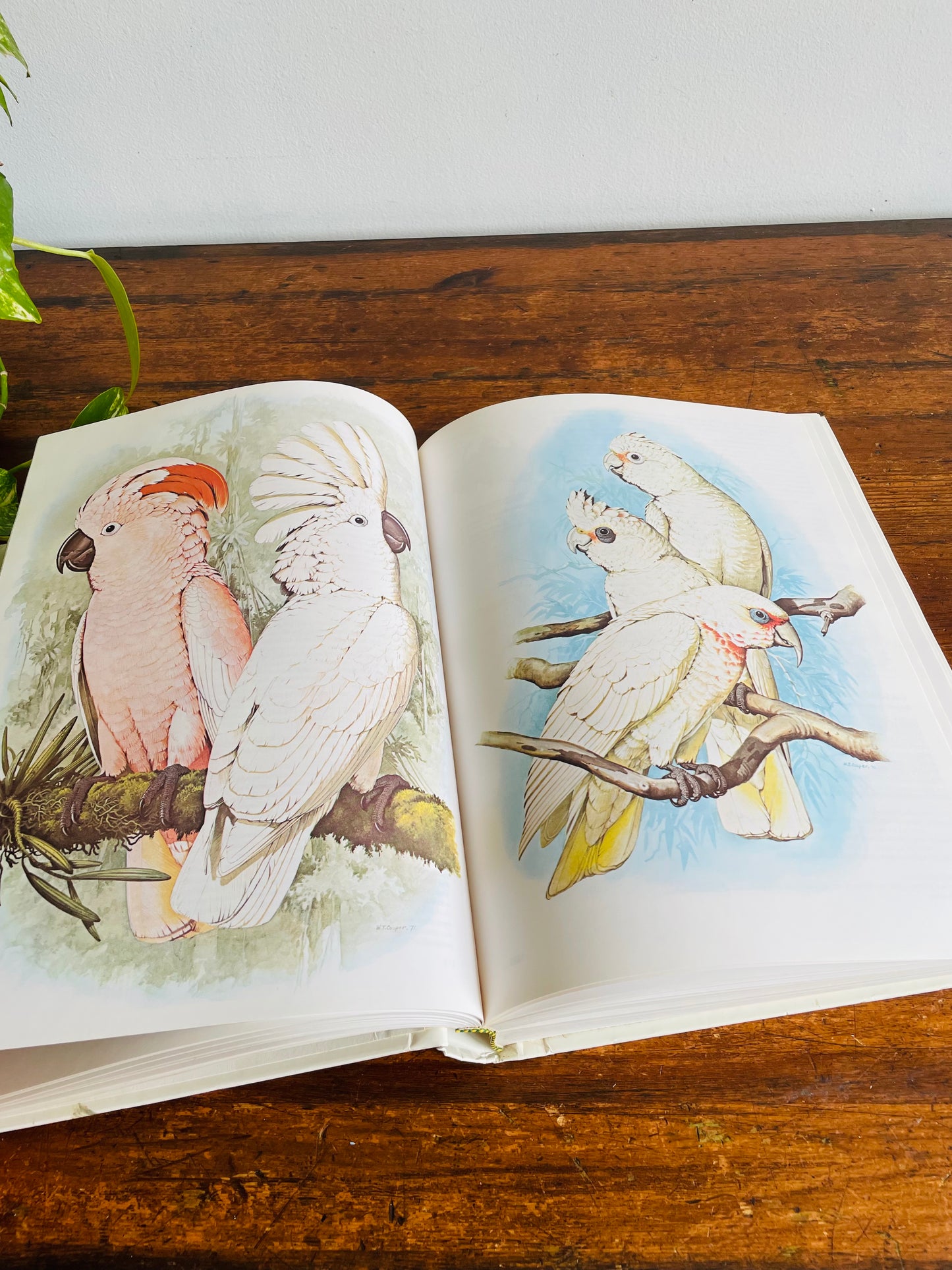 Parrots of the World Giant & Heavy Hardcover Coffee Table Book by Joseph M. Forshaw & Illustrated by William T. Cooper (1978)