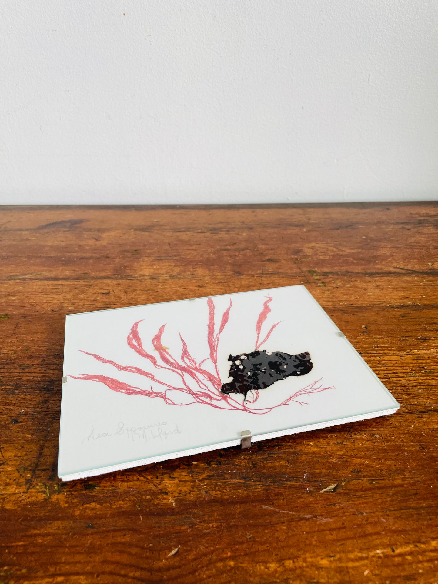 Vintage Pressed Seaweed Original Art - Artist Signed - Marie Ward - North Vancouver BC - Pink & Brown 7" x 5"