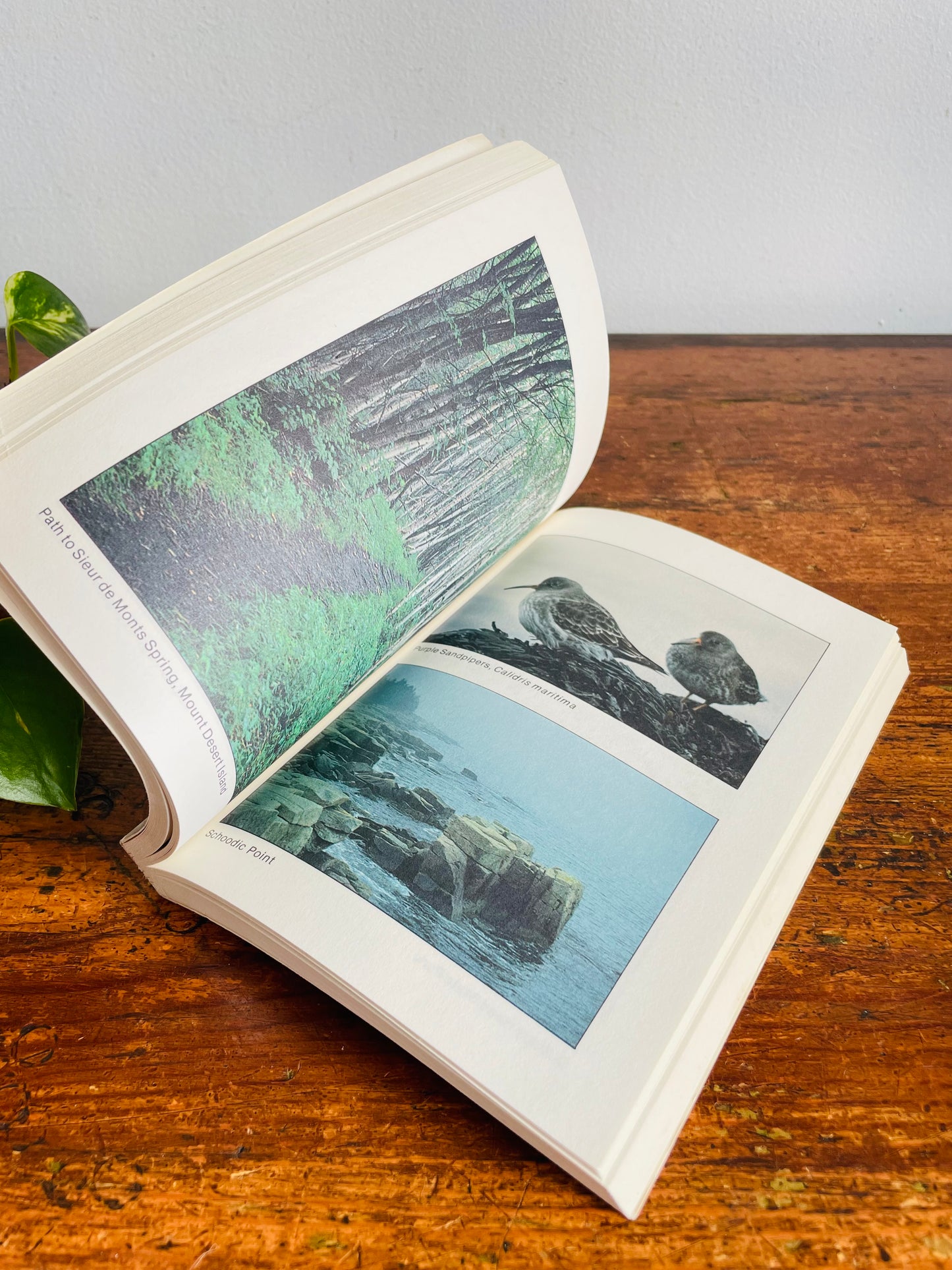Vintage A Birder's Guide to the Coast of Maine Paperback Book by Elizabeth Cary Pierson & Jan Erik Pierson (1981)