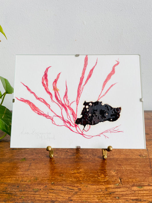 Vintage Pressed Seaweed Original Art - Artist Signed - Marie Ward - North Vancouver BC - Pink & Brown 7" x 5"
