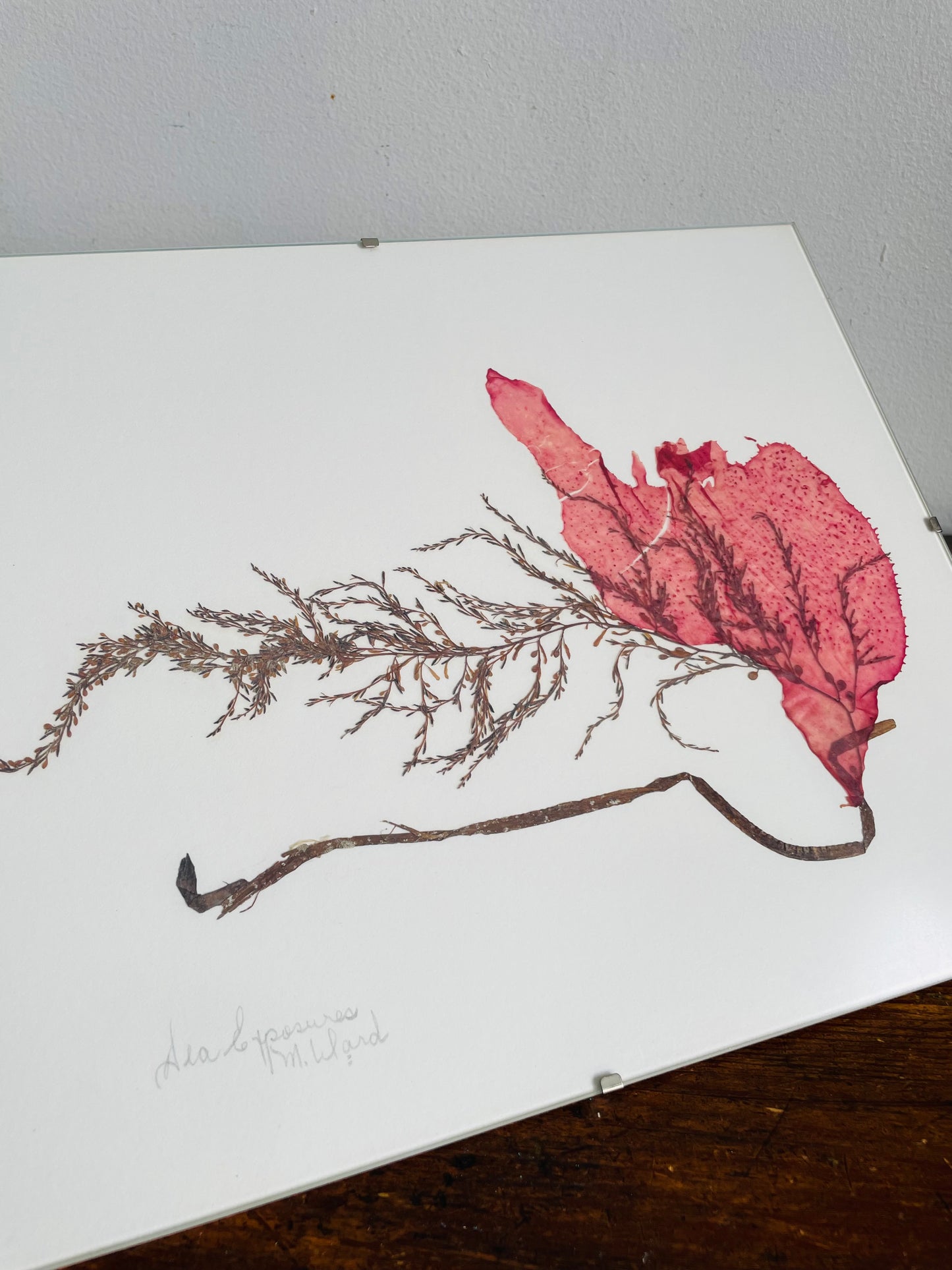 Vintage Pressed Seaweed Original Art - Artist Signed - Marie Ward - North Vancouver BC - 11.75" x 9.5"