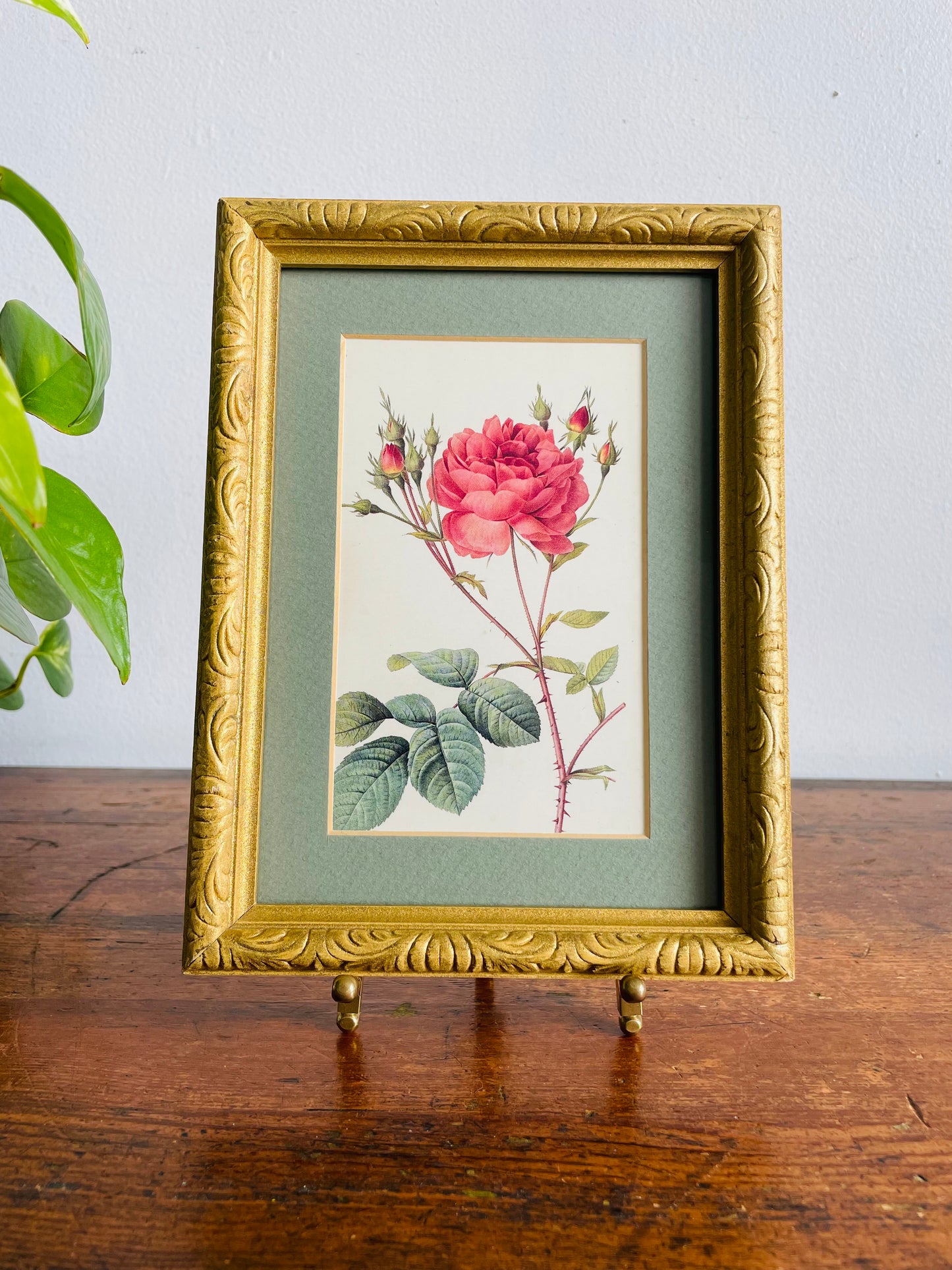 Vintage Framed Botanical Rose Flower Print Picture - Rosa Centifolia Anglica Rubra Illustration by Pierre-Joseph Redouté