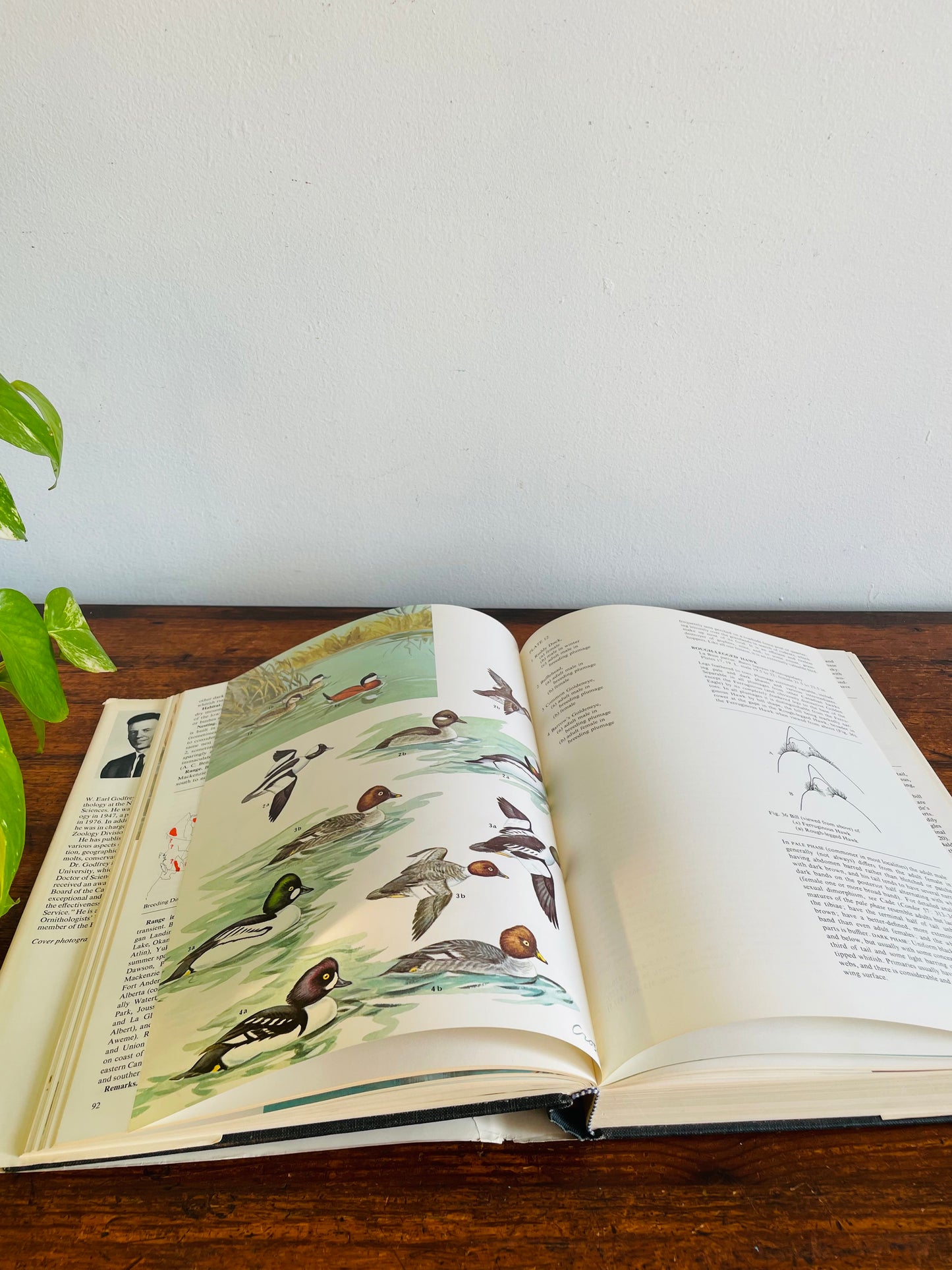 The Birds of Canada by W. Earl Godfrey - Clothbound Hardcover Book (1979)