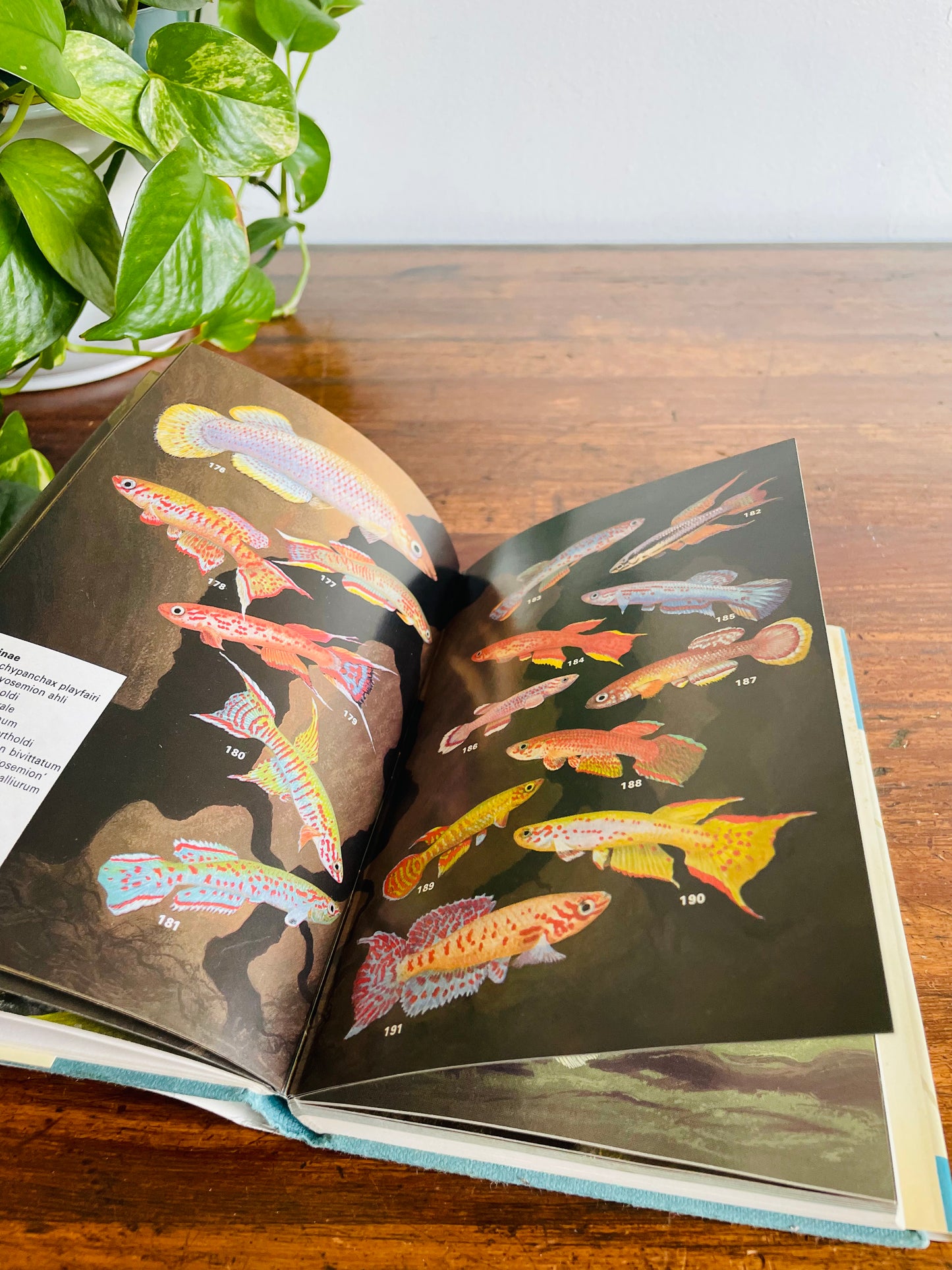Macmillan Color Series - Aquarium Fishes in Color Hardcover Book by J. M. Madsen (1975)
