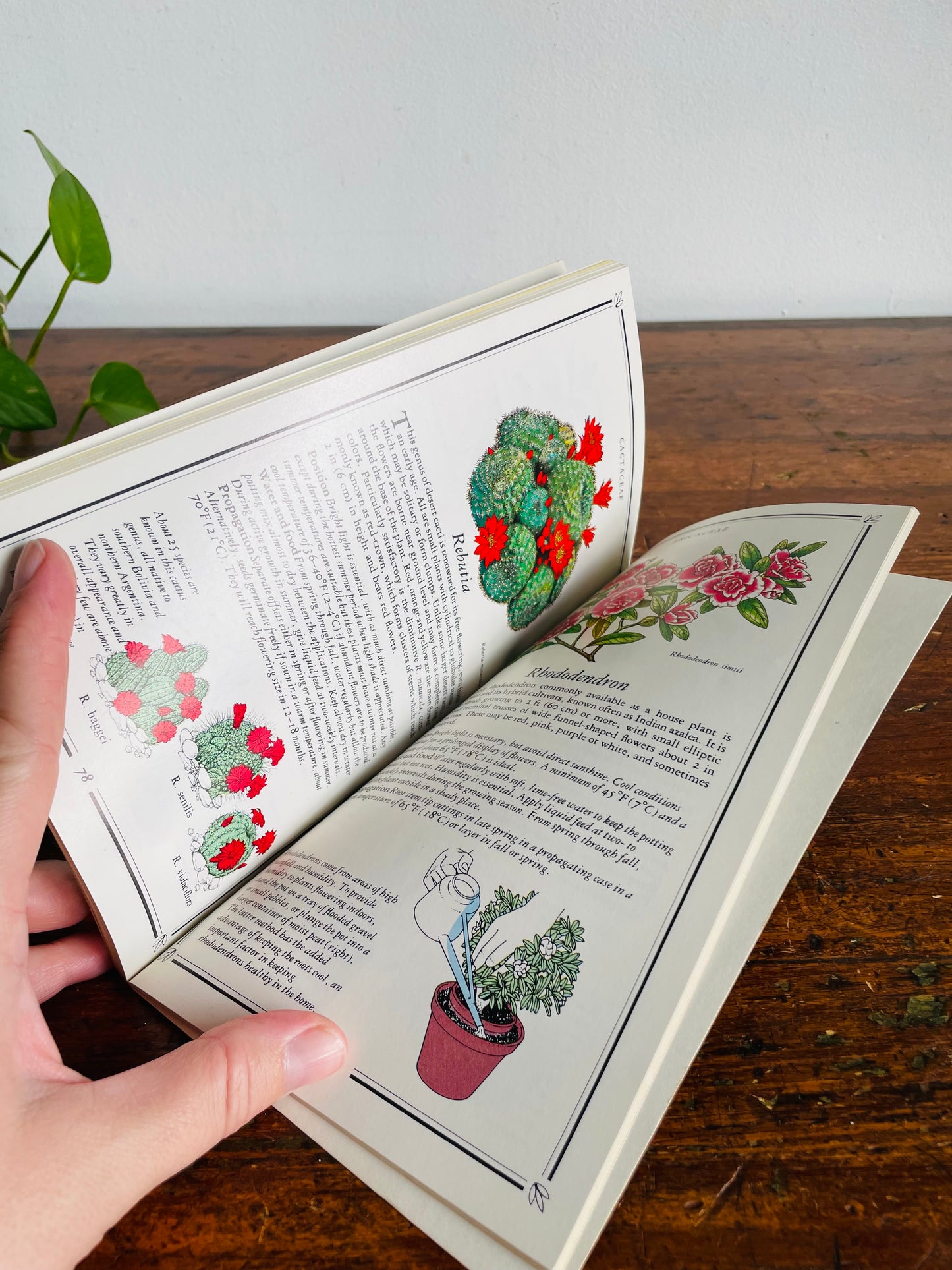 Vintage The Garden Library Flowering House Plants Book by Kenneth A. Beckett with Illustrations (1984)