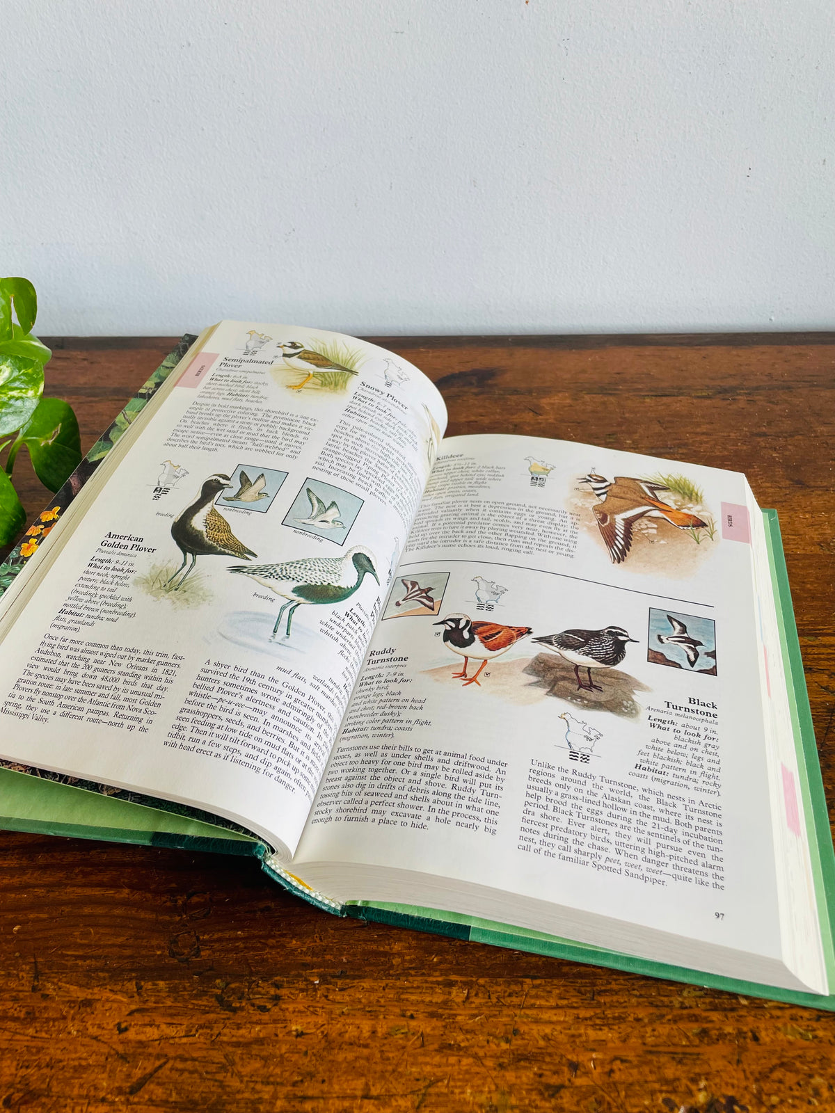 Vintage Reader's Digest North American Wildlife Hardcover Nature Guide Book with Illustrations (1982)