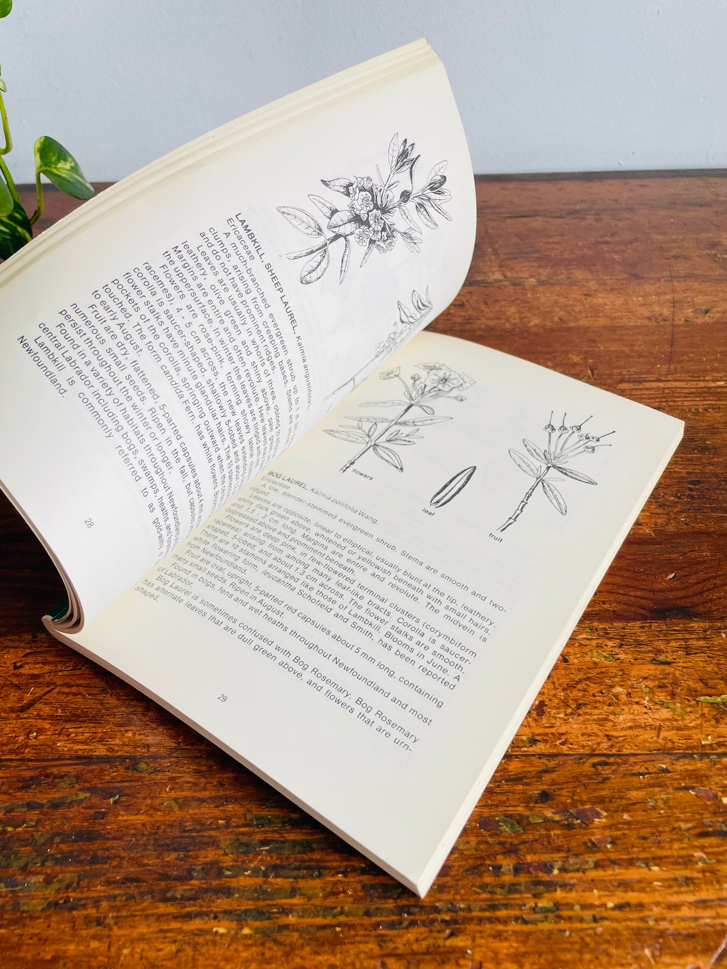 Vintage Native Trees And Shrubs of Newfoundland And Labrador Softcover Book by A. Glen Ryan (1978)