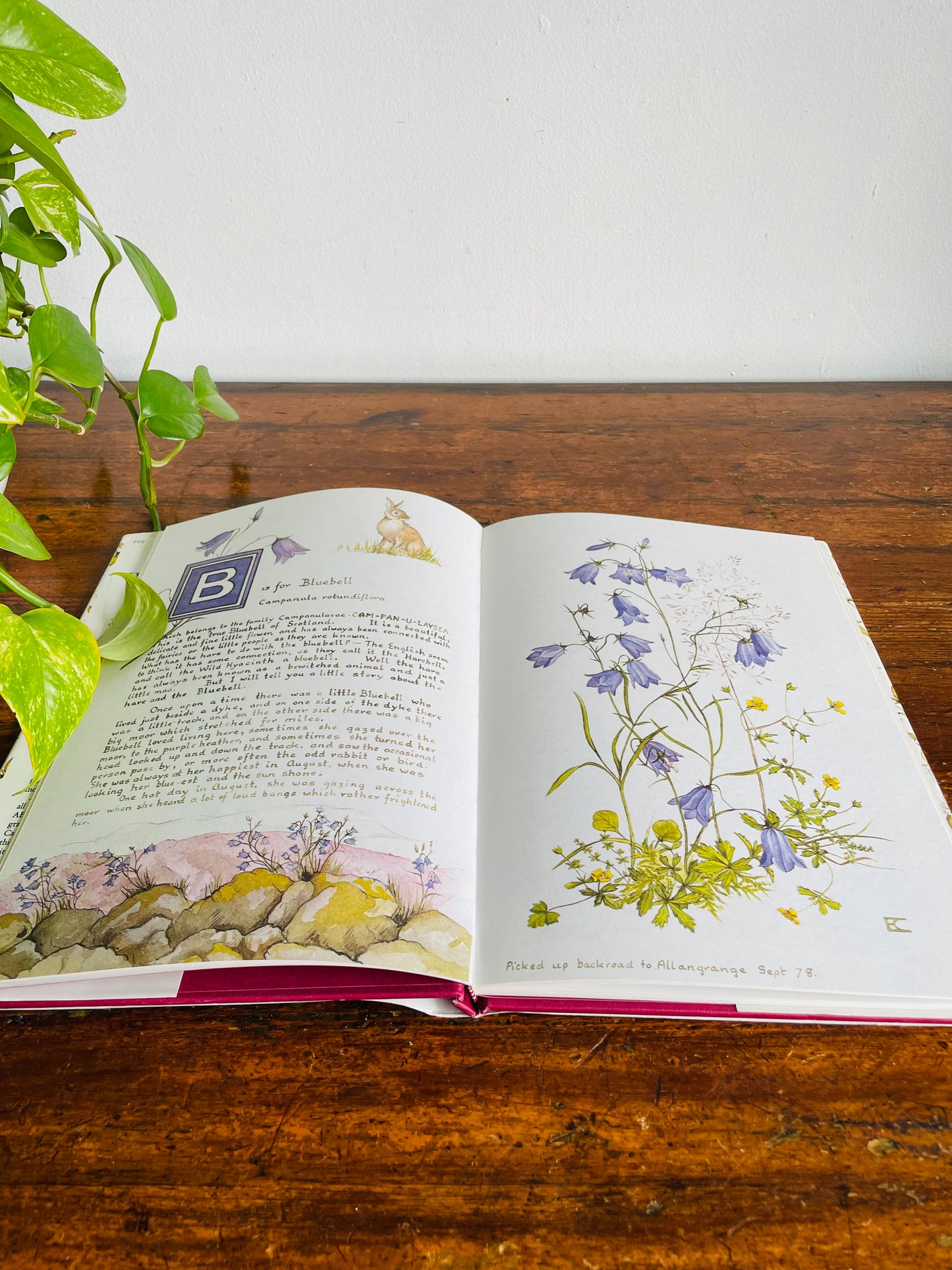 Vintage A Wild Flower Alphabet Hardcover Book by Elizabeth Cameron (1984) - Gorgeous Illustrations!