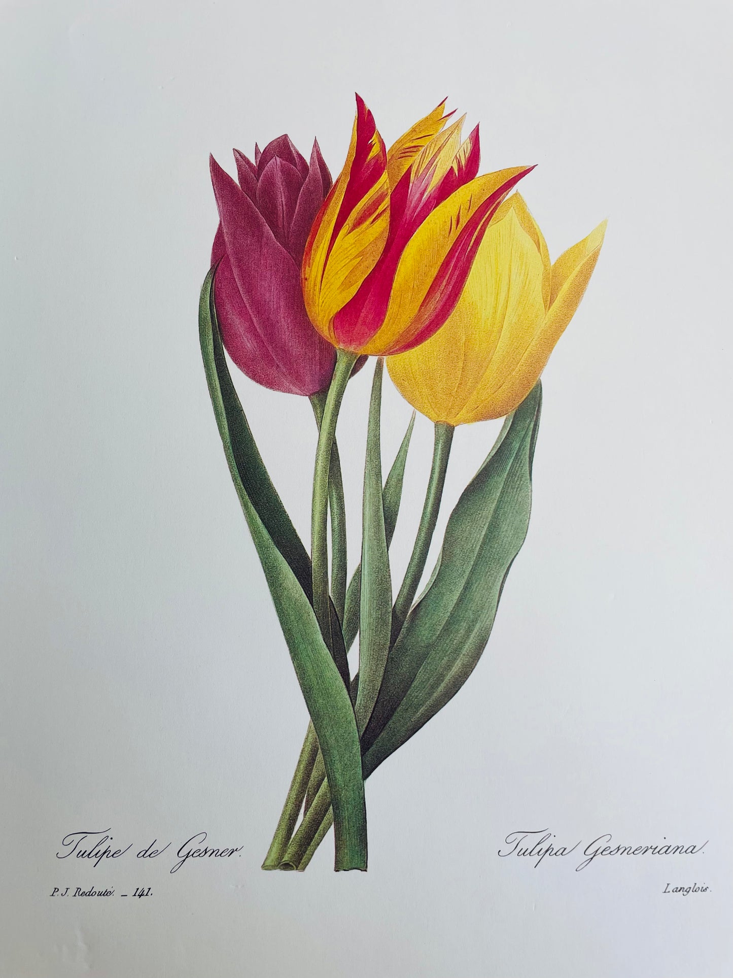 The Most Beautiful Flowers by Pierre Joseph Redoute Plate Reproduction Print - Garden Tulips