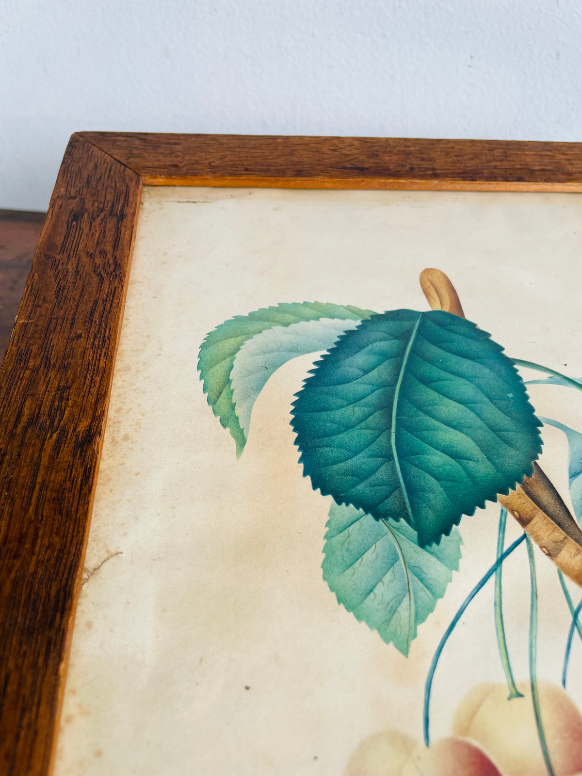 Antique Pre-1869 Hand-Coloured Botanical Cherry Fruit Pomological Picture in Wood Frame - Painted by Frances Despard of Laurel Hill, Queens County, Ireland - Over 157 Years Old