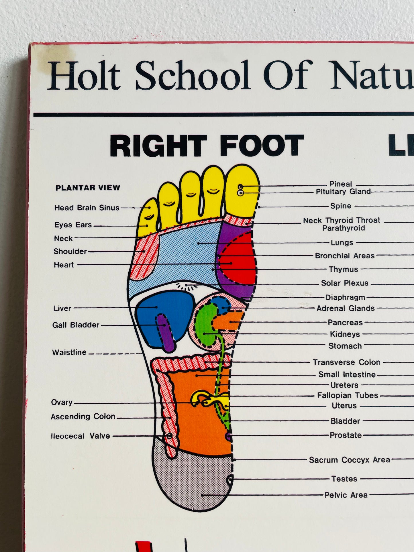 Holt School of Natural Healing Foot Reflexology Chart Mounted Picture Wall Plaque