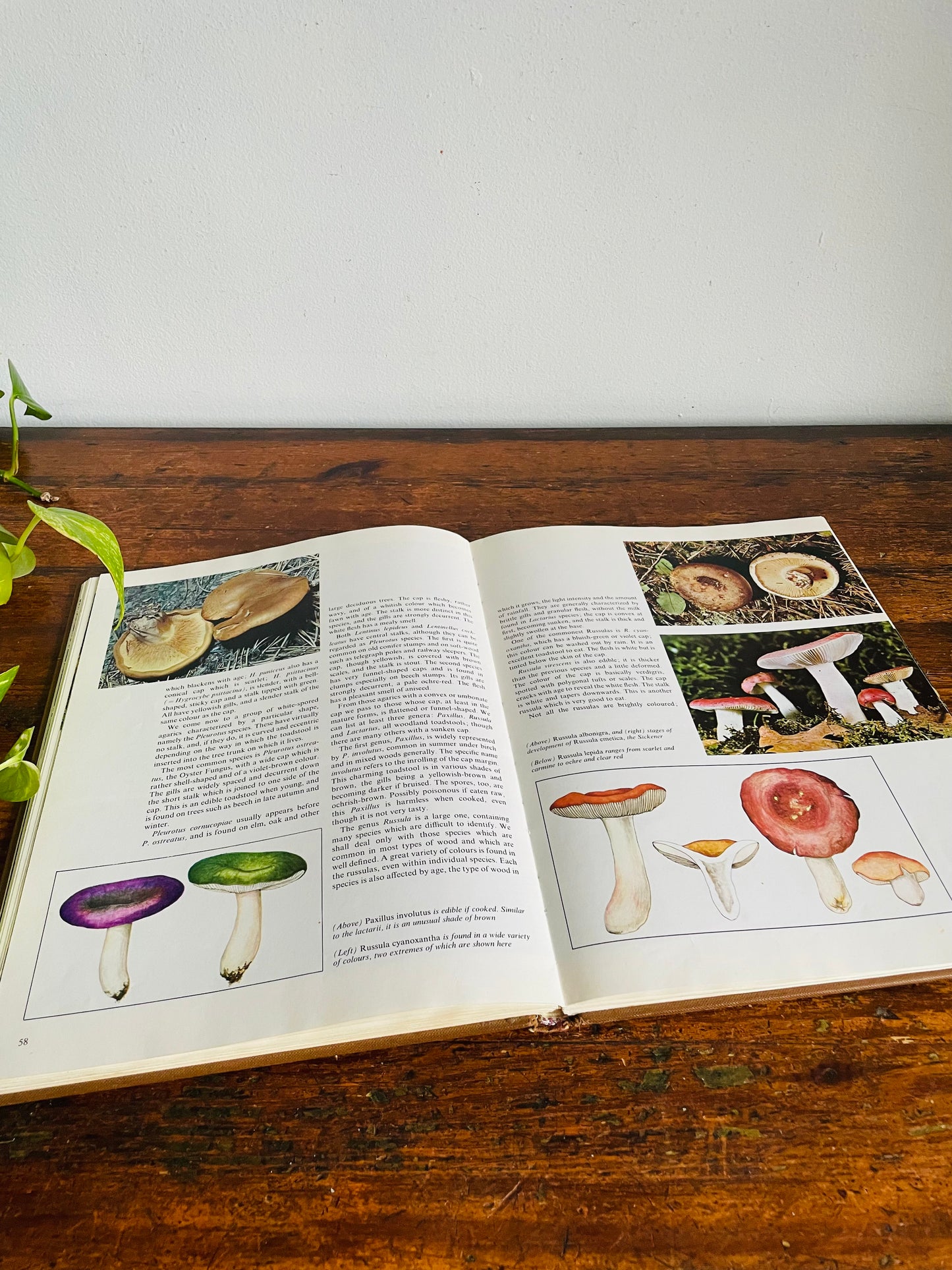 Vintage The World of Mushrooms Hardcover Coffee Table Book - Adapted from the Italian of Uberto Tosco (1973)