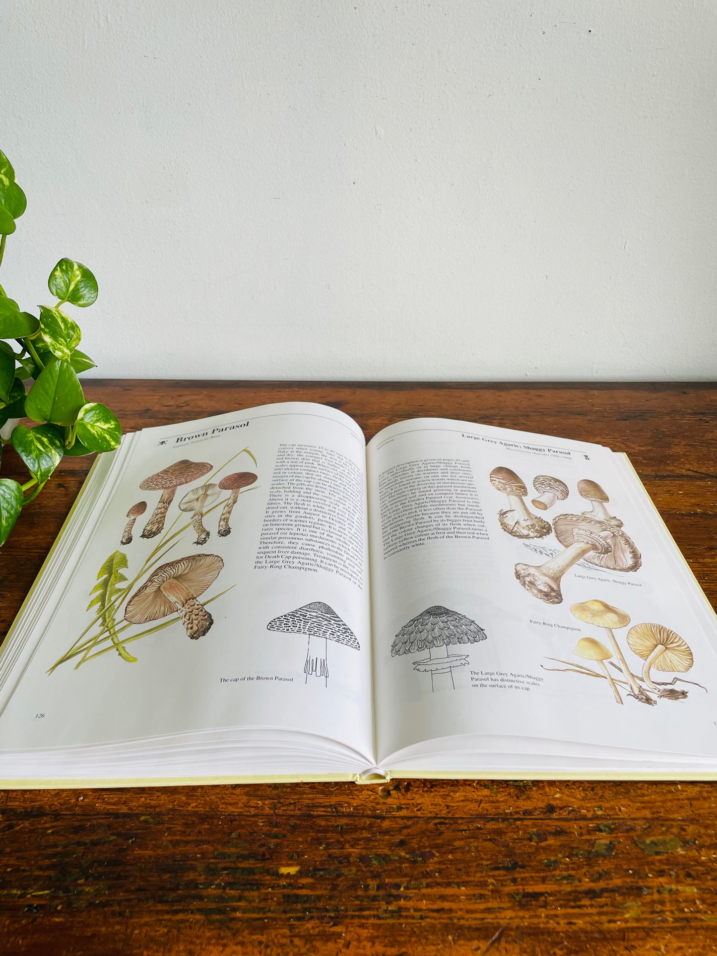 Vintage Mushrooms & Toadstools Illustrated Guide Hardcover Book by Jiří Baier (1995)