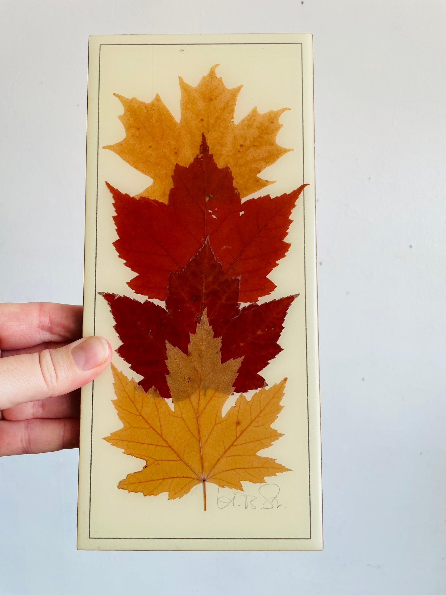 Vintage Henni Original Naturally Preserved Canadian Maple Leaves in Resin Picture - Artist Signed - Handmade in Canada
