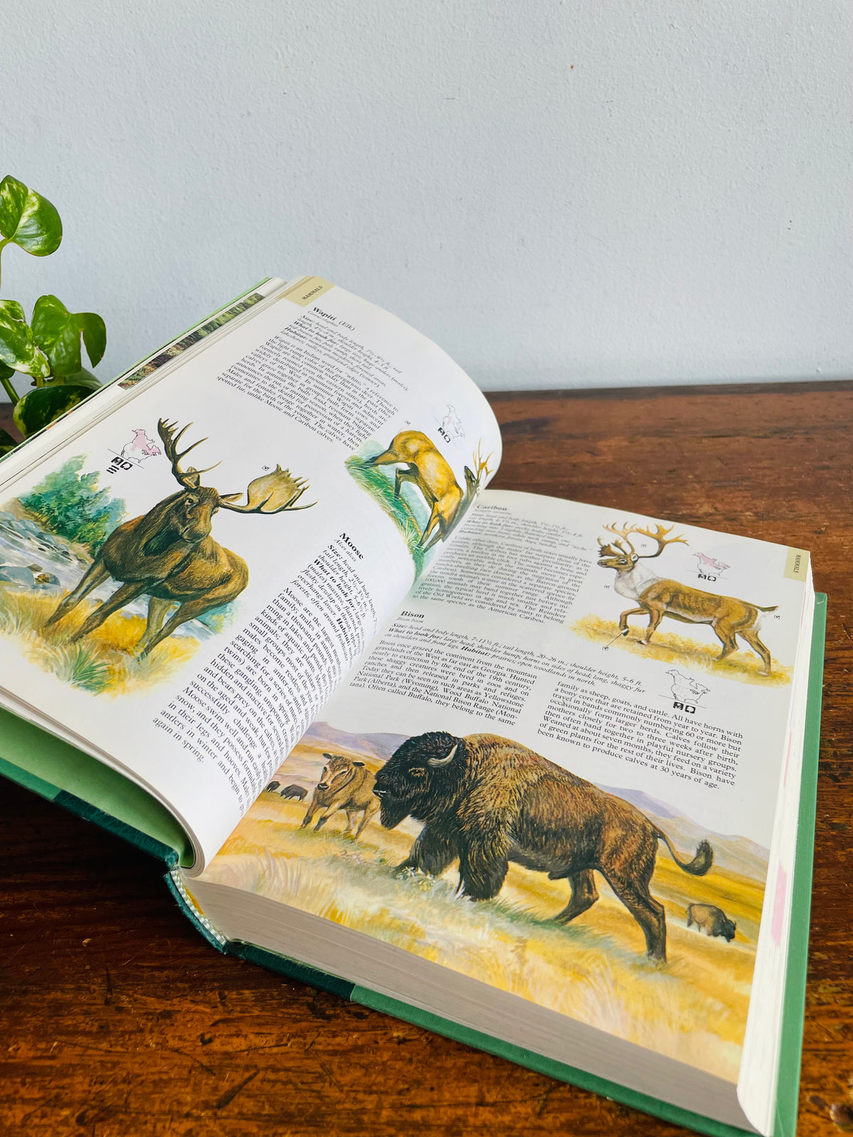 Vintage Reader's Digest North American Wildlife Hardcover Nature Guide Book with Illustrations (1982)
