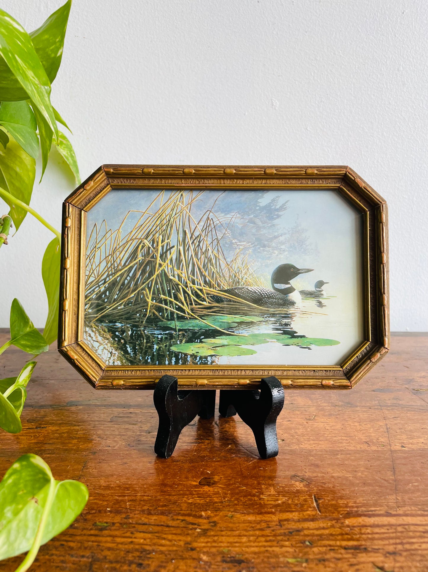 Framed Print Picture of Loons in Lake Cottage Scene