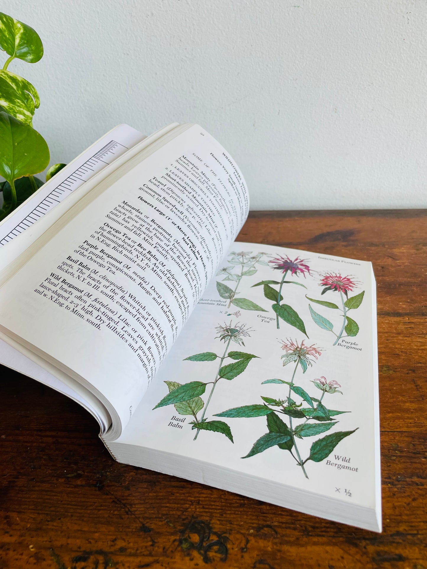 Newcomb's Wildflower Guide Book by Lawrence Newcomb (2011) - Beautiful Colour Illustrations & Black Line Drawings