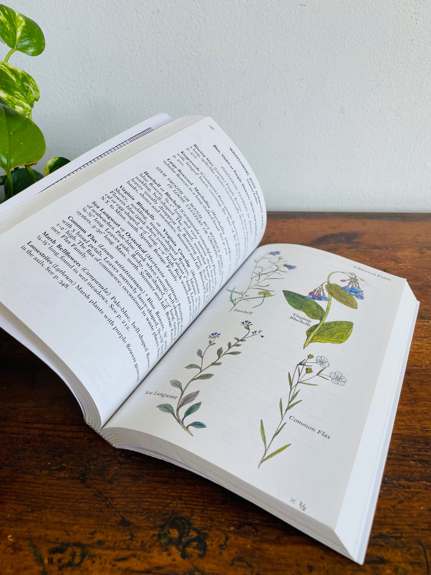 Newcomb's Wildflower Guide Book by Lawrence Newcomb (2011) - Beautiful Colour Illustrations & Black Line Drawings