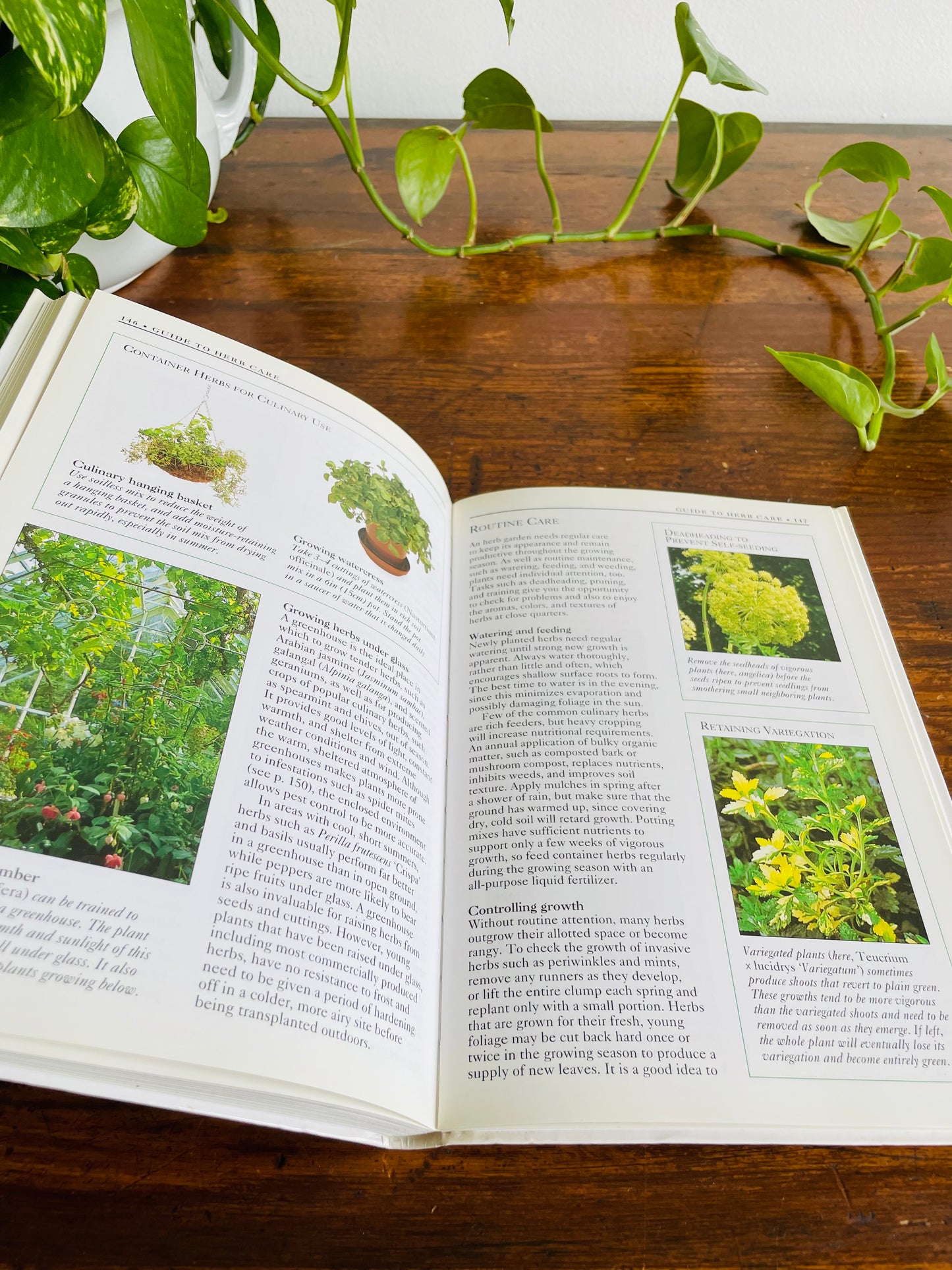 Cavendish Plant Guides Herbs Book (1998)