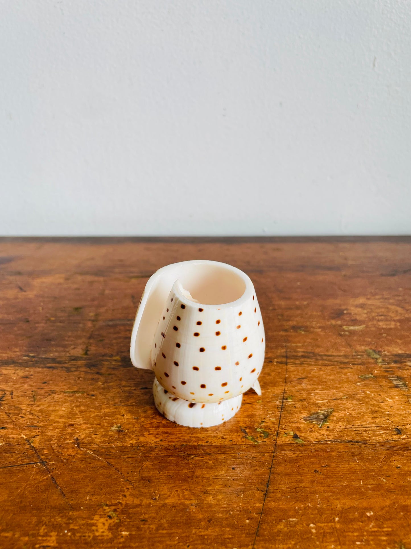 Vintage Carved Leopard Cone (Conus Leopardus) Seashell Vessel Vase Holder - Bud Vase, Matches, Toothpicks, Q-Tips, Etc.