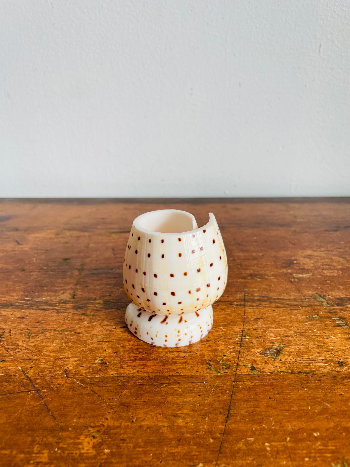 Vintage Carved Leopard Cone (Conus Leopardus) Seashell Vessel Vase Holder - Bud Vase, Matches, Toothpicks, Q-Tips, Etc.